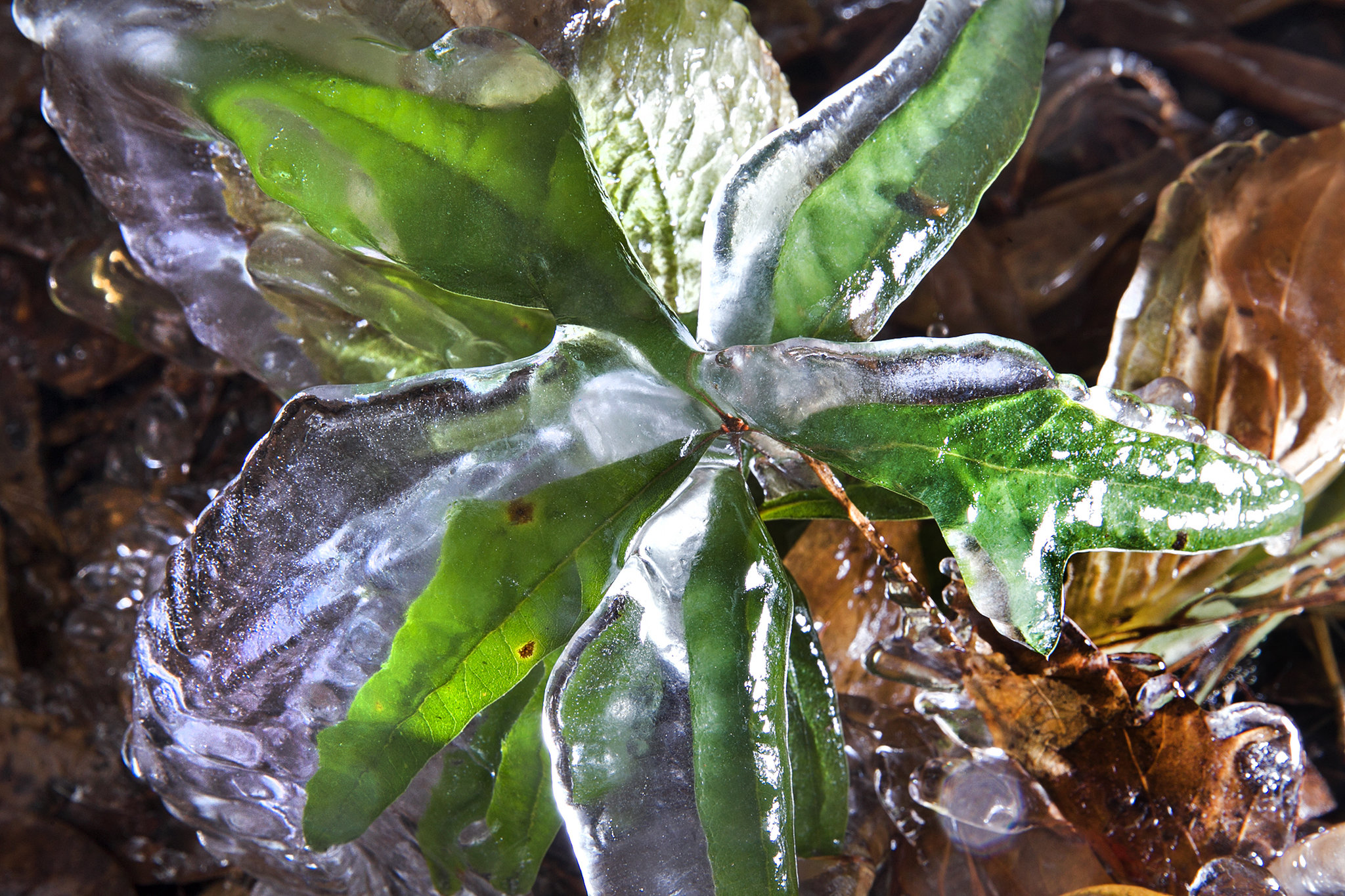 Dead or alive? How to tell if a plant survived the freeze | NOLA.com