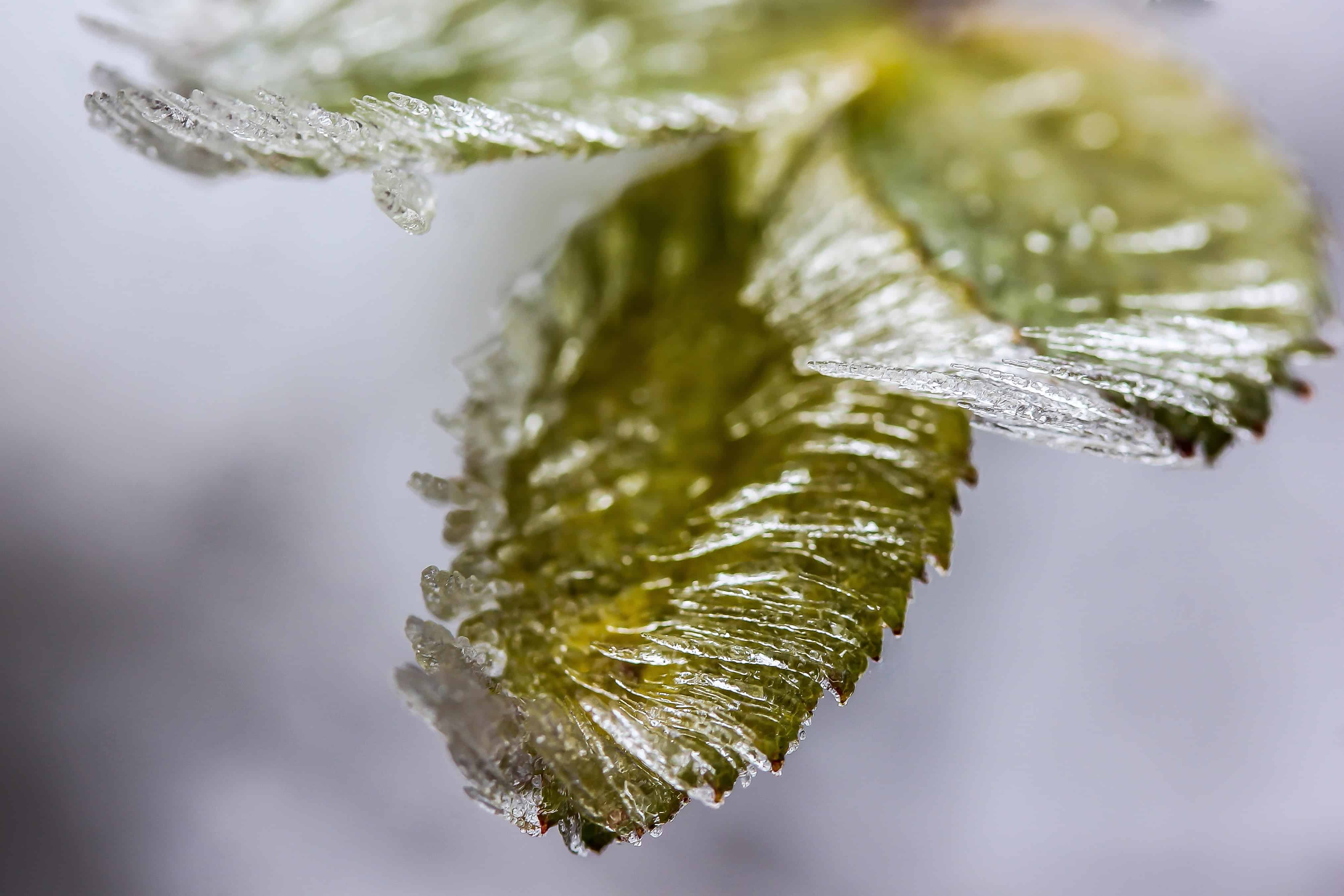 Free picture: macro, detail, leaf, winter, nature, frozen, winter ...