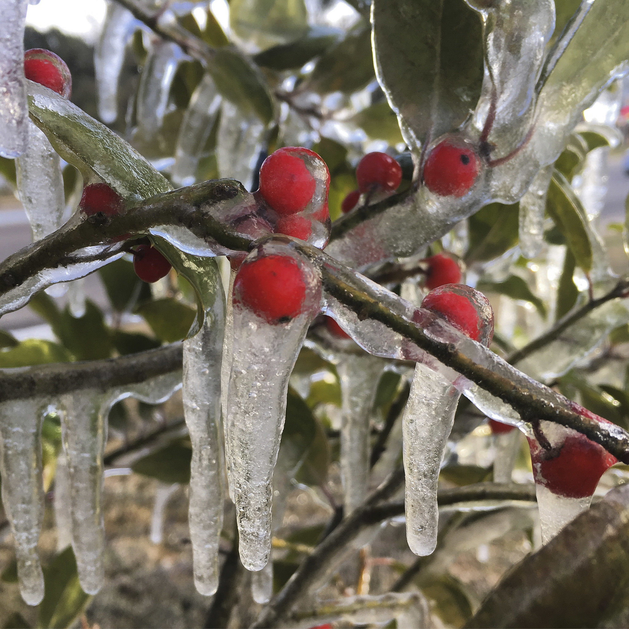 Don't prune freeze-damaged plants just yet: 5 tips for recovering ...