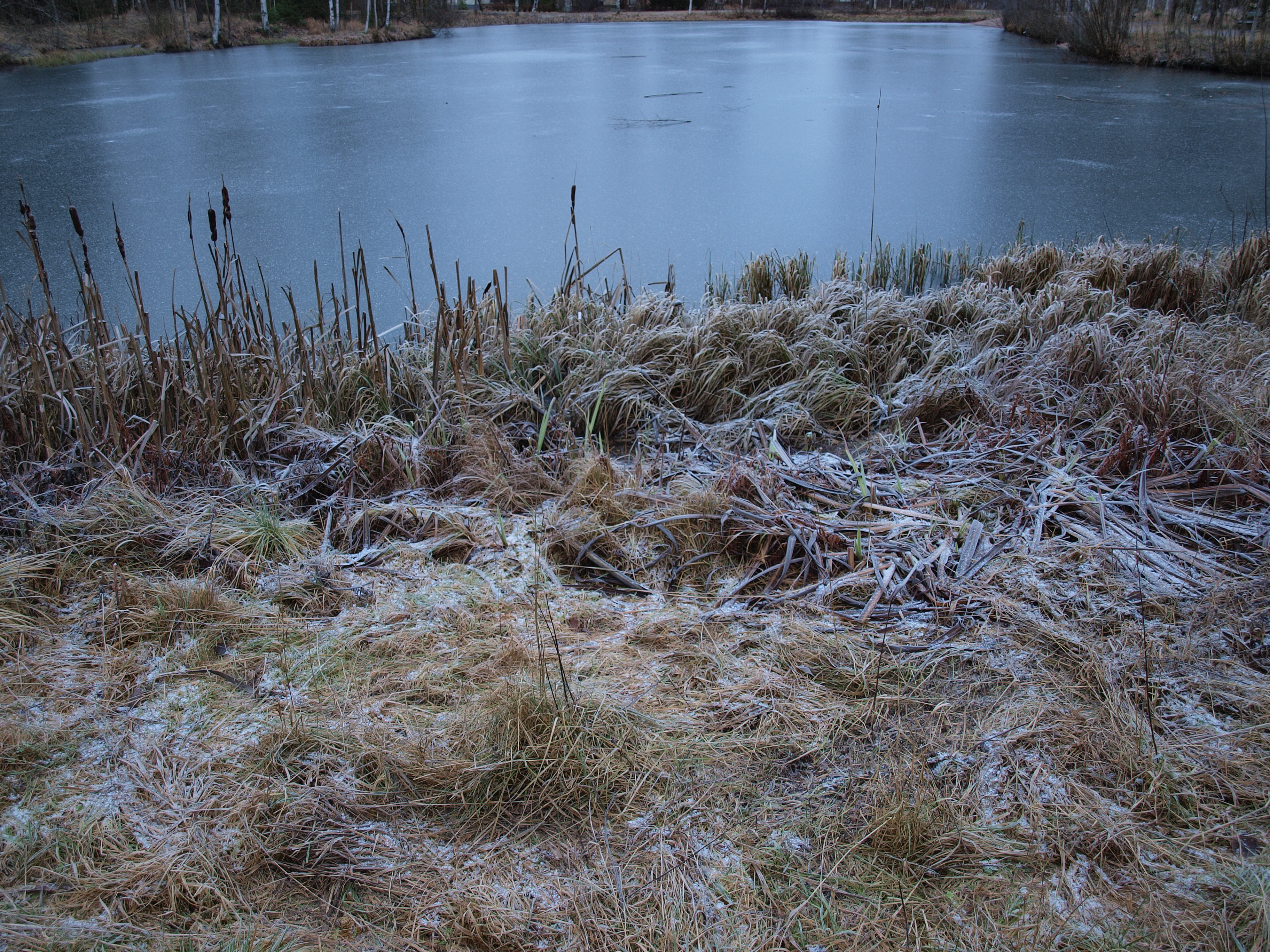 Frozen pond photo