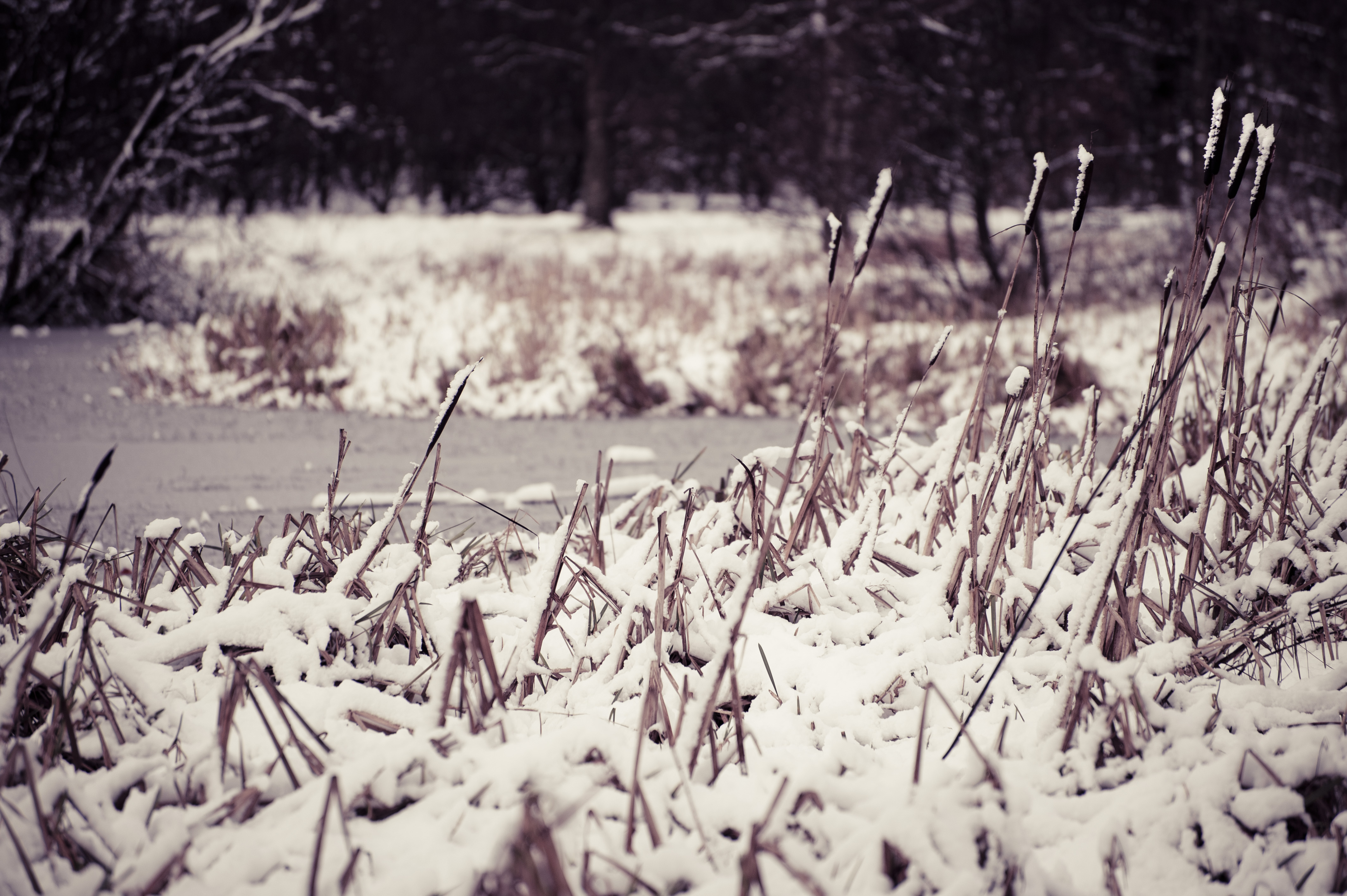 365.360° Day 153: Monday 5 December – Frozen Pond, Snowy Reeds | Rob ...