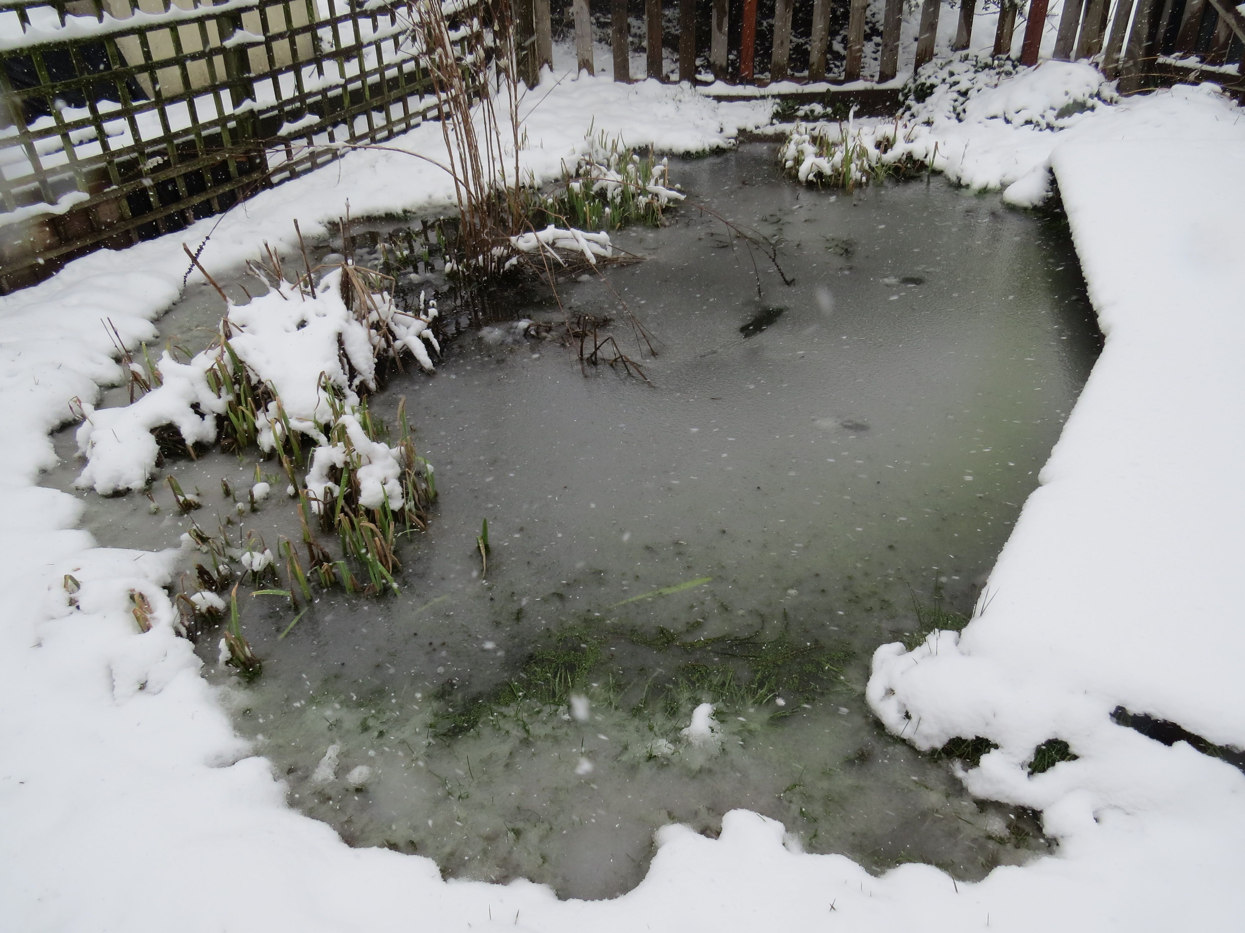 Our frozen pond | Snowy times at Stonebridge | Pinterest | Pond and ...