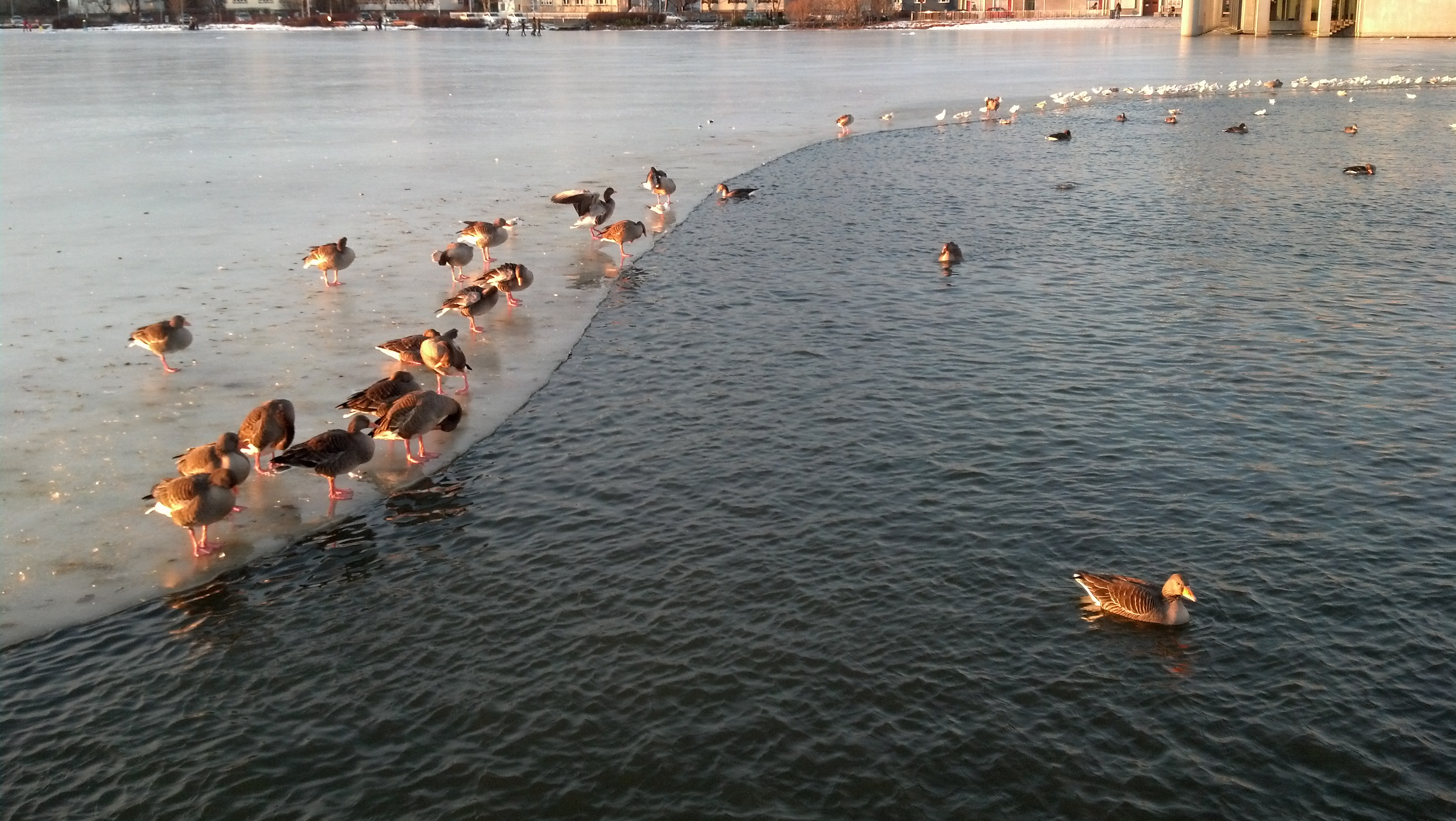 File:Ducks on a frozen pond, Reykjavik, Iceland.jpg - Wikimedia Commons