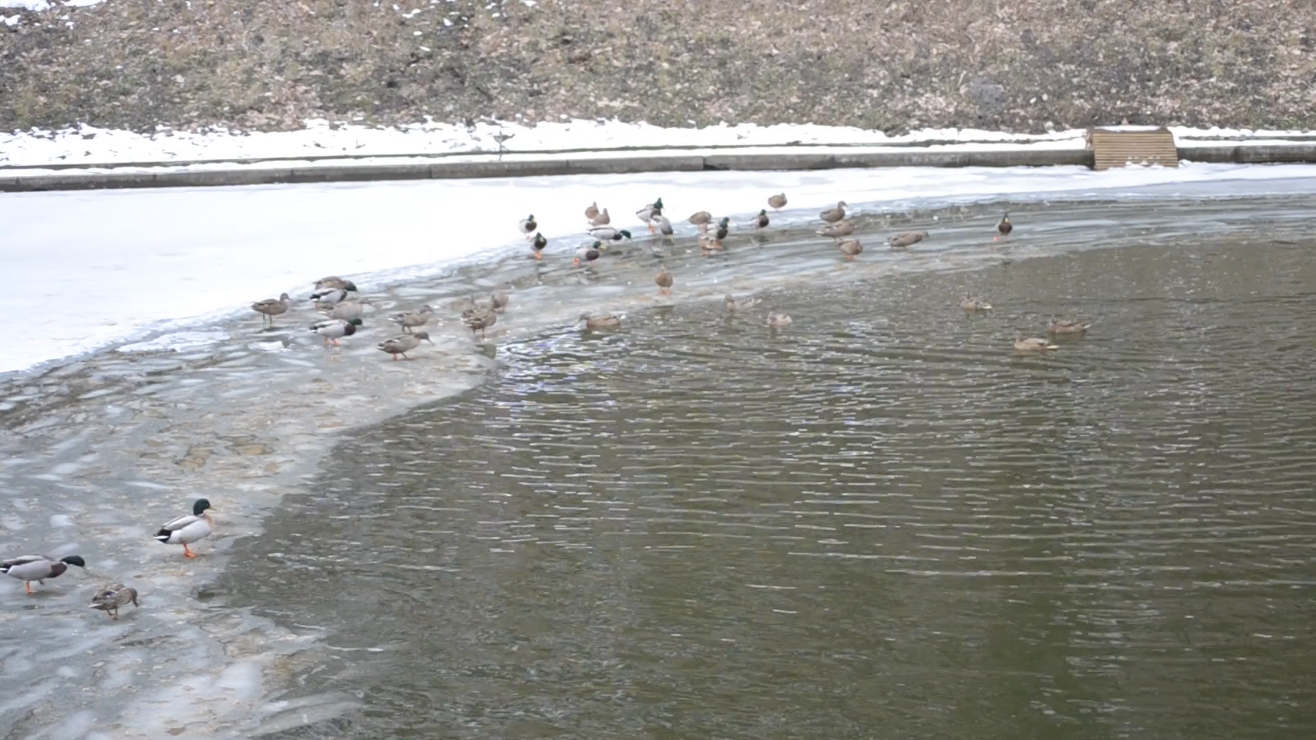 Wild ducks. Many mallards walk on ice of partly frozen pond, come ...
