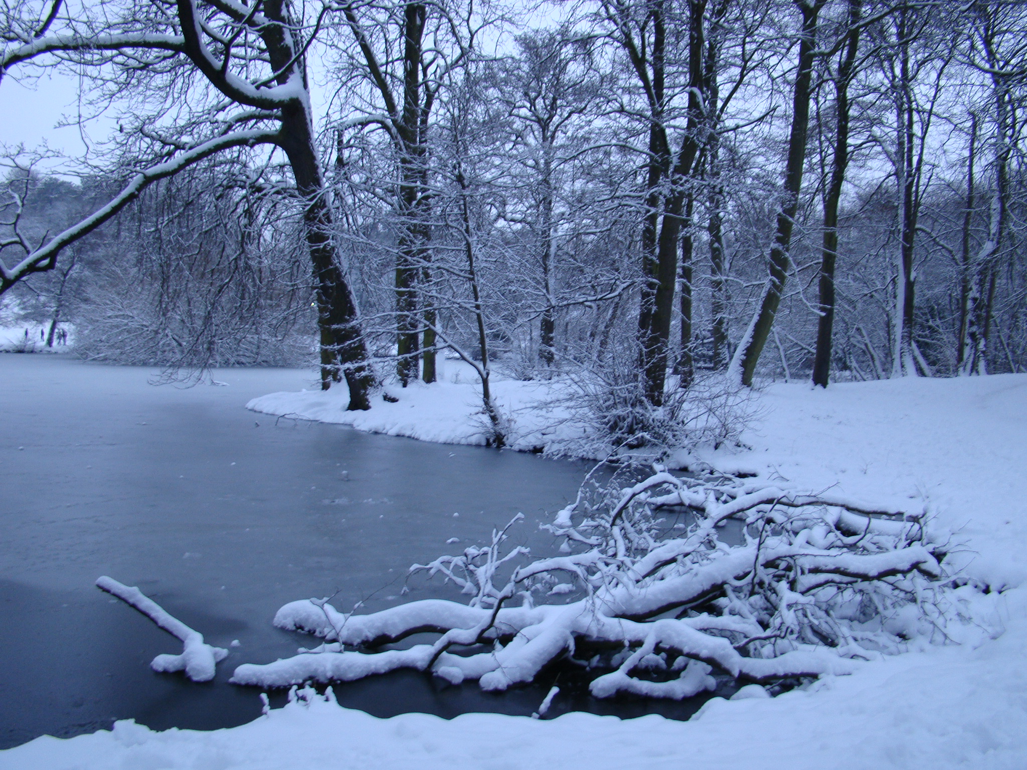 Free Photo Frozen Pond Forest Frozen Ice Free Download Jooinn