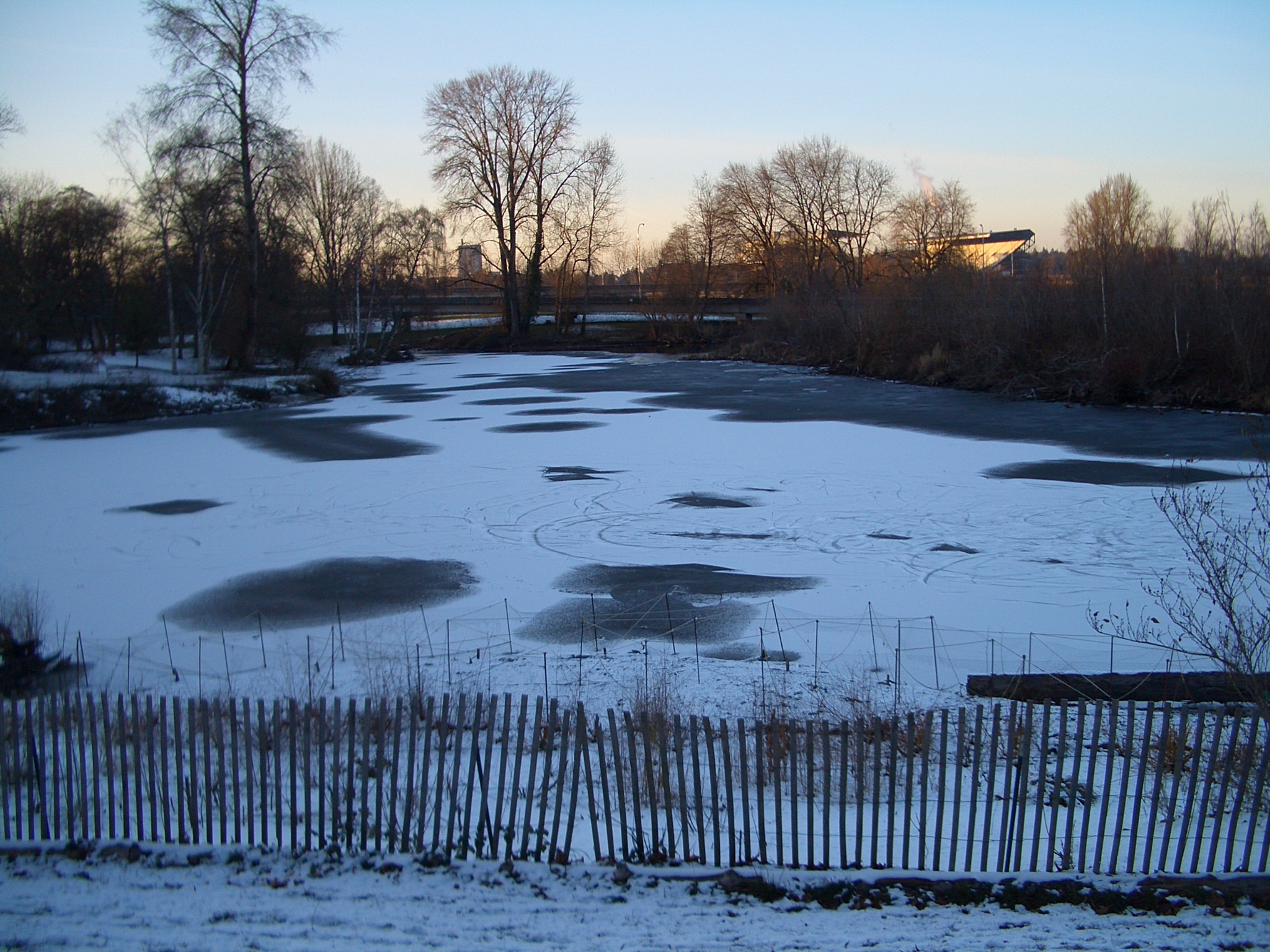File:Frozen-pond-in-Union-Bay-Natural-Area-2898.jpg - Wikimedia Commons