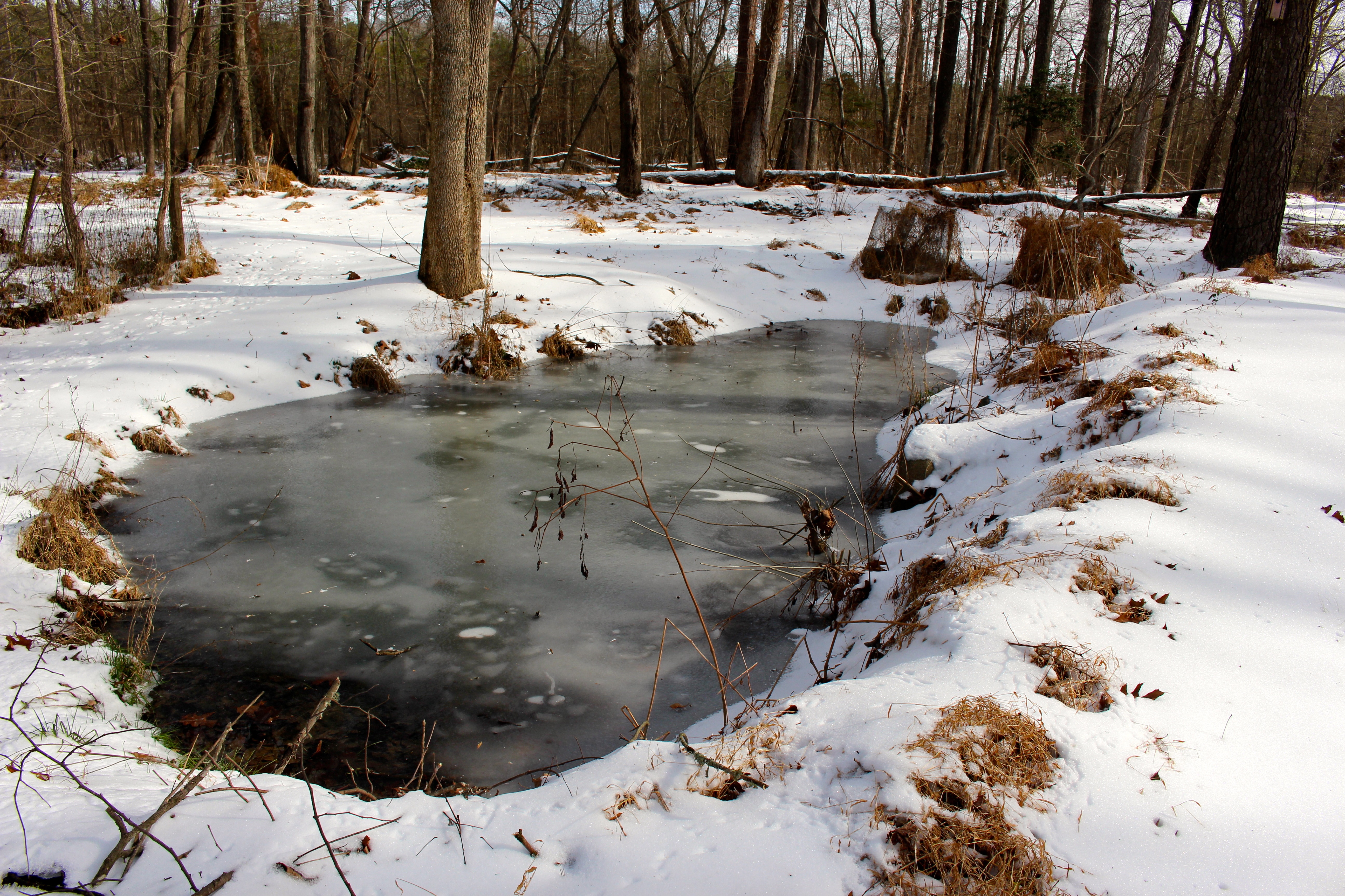 frozen-pond | Piedmont Gardener