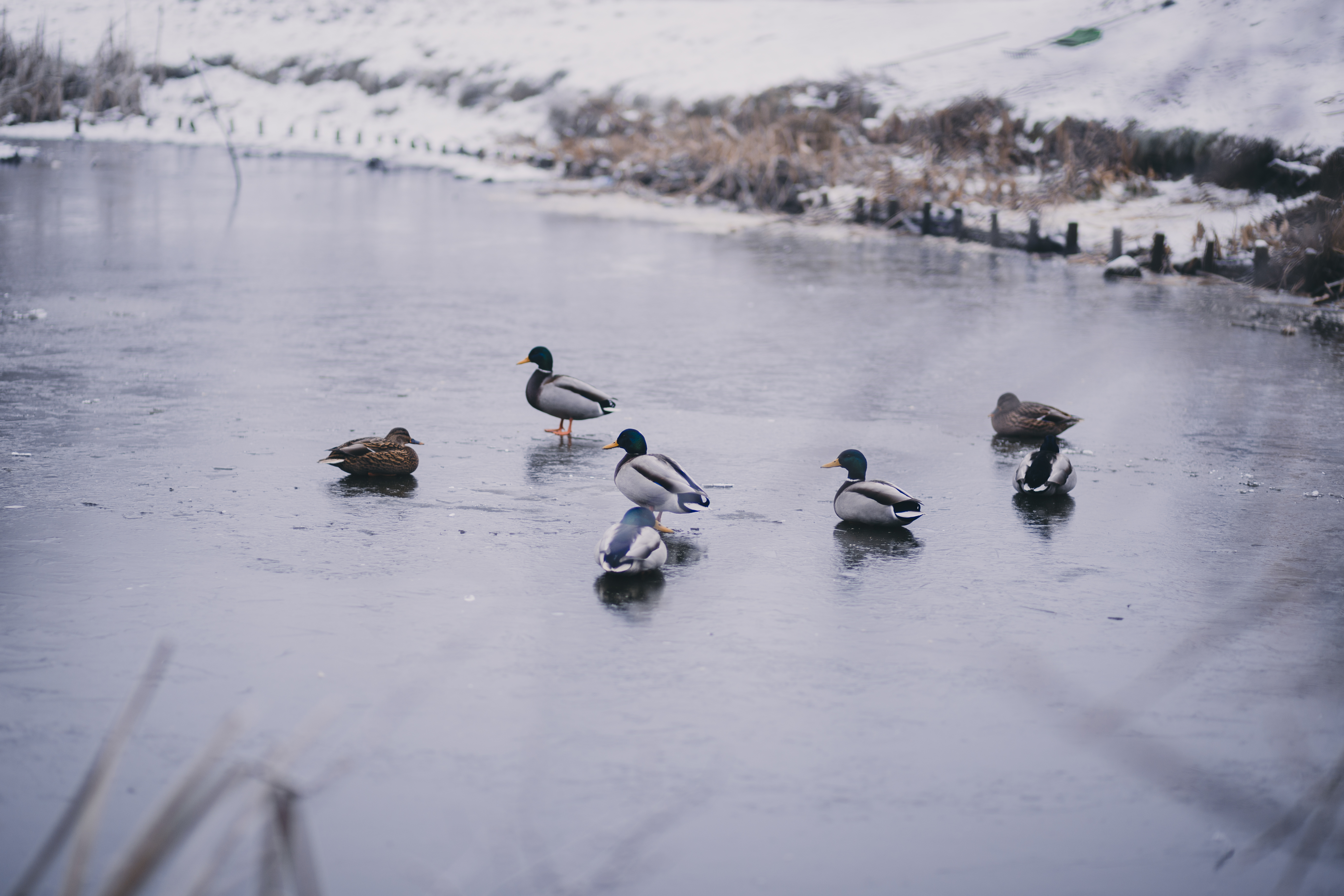 Wild ducks at a frozen pond - freestocks.org - Free stock photo