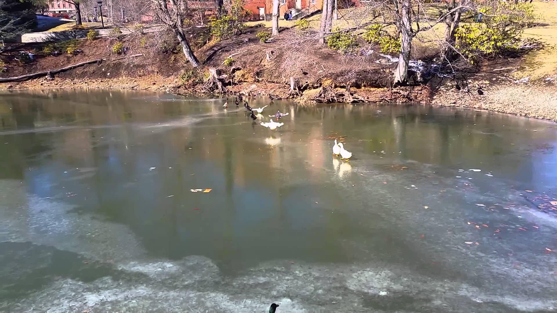Frozen Duck Pond at App State! - YouTube