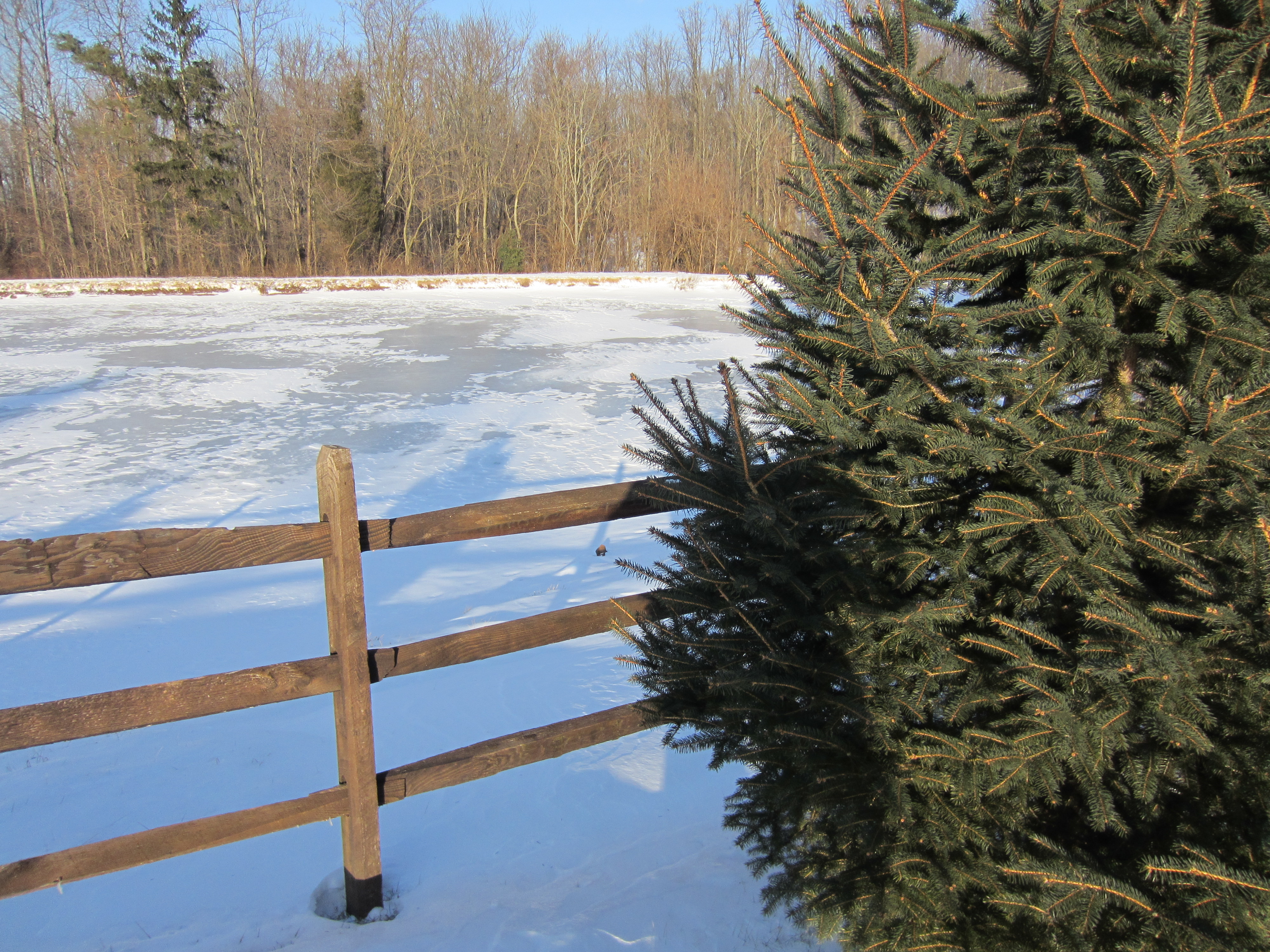 There's Hope Under the Frozen Trees: Enjoying Winter on the Farm ...