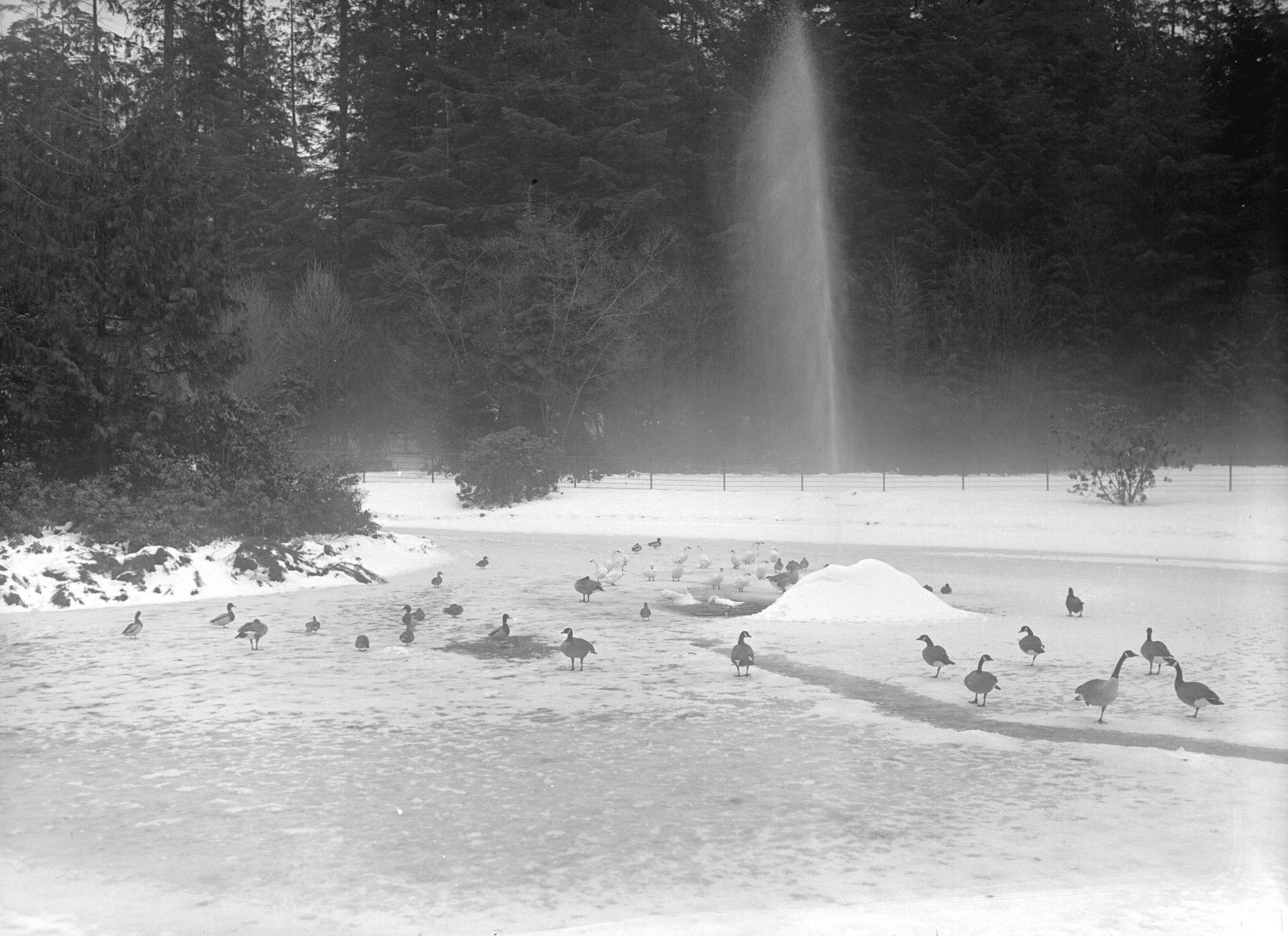 Snow scene [geese on frozen pond - Stanley Park] - City of Vancouver ...