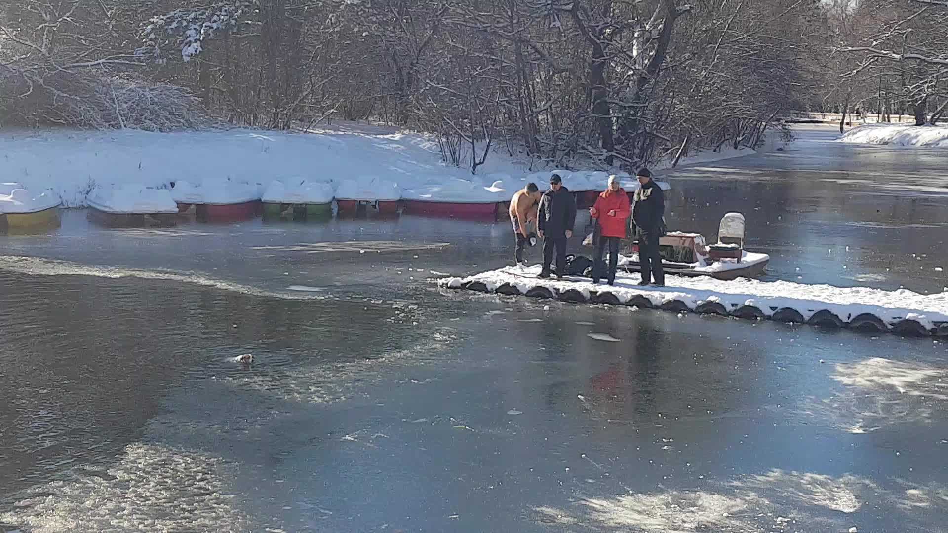 Brave Man Rescues Dog from Frozen Pond! Great Save!