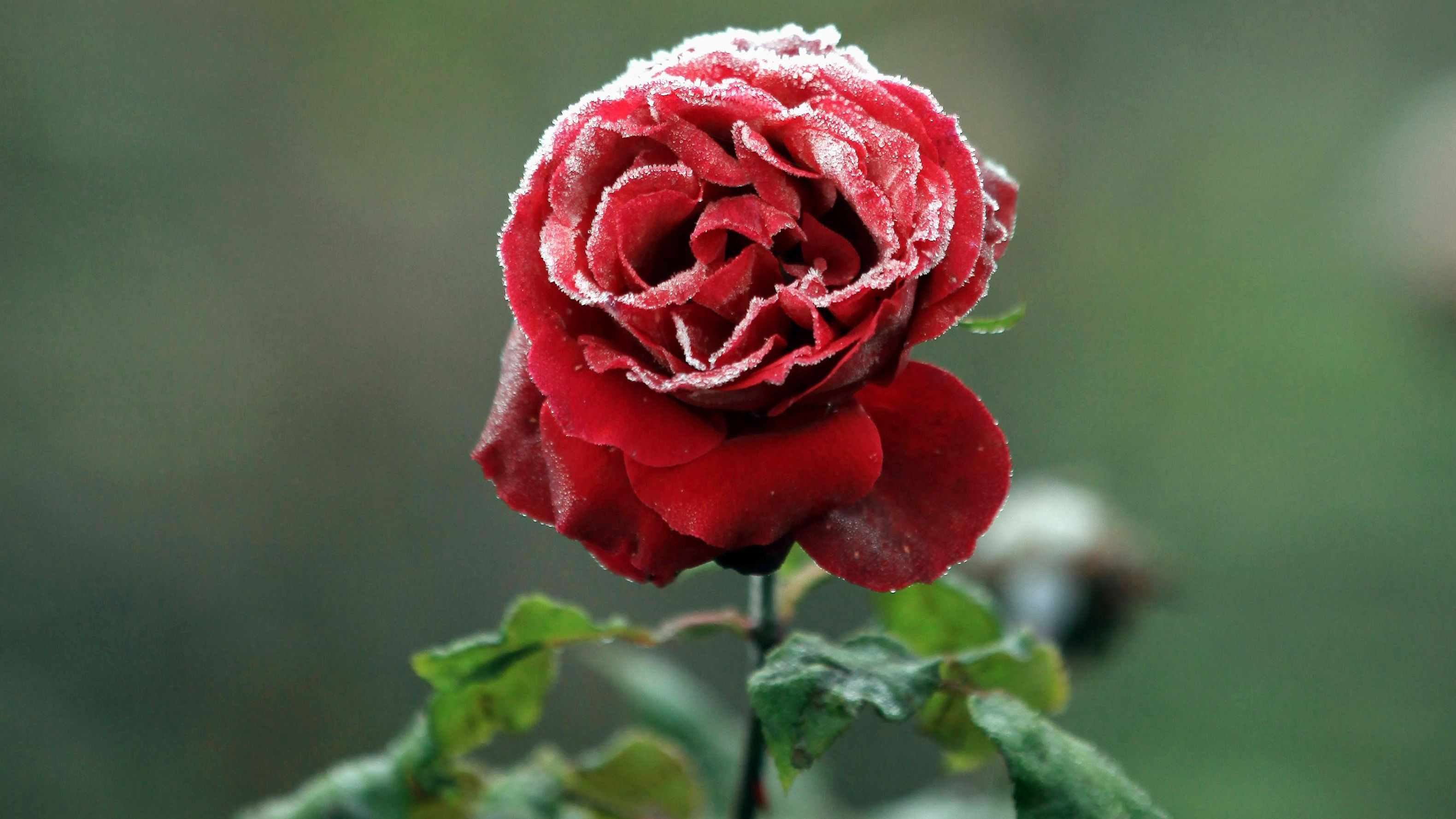 Wallpaper Red Rose, Frozen, HD, Flowers, #1906