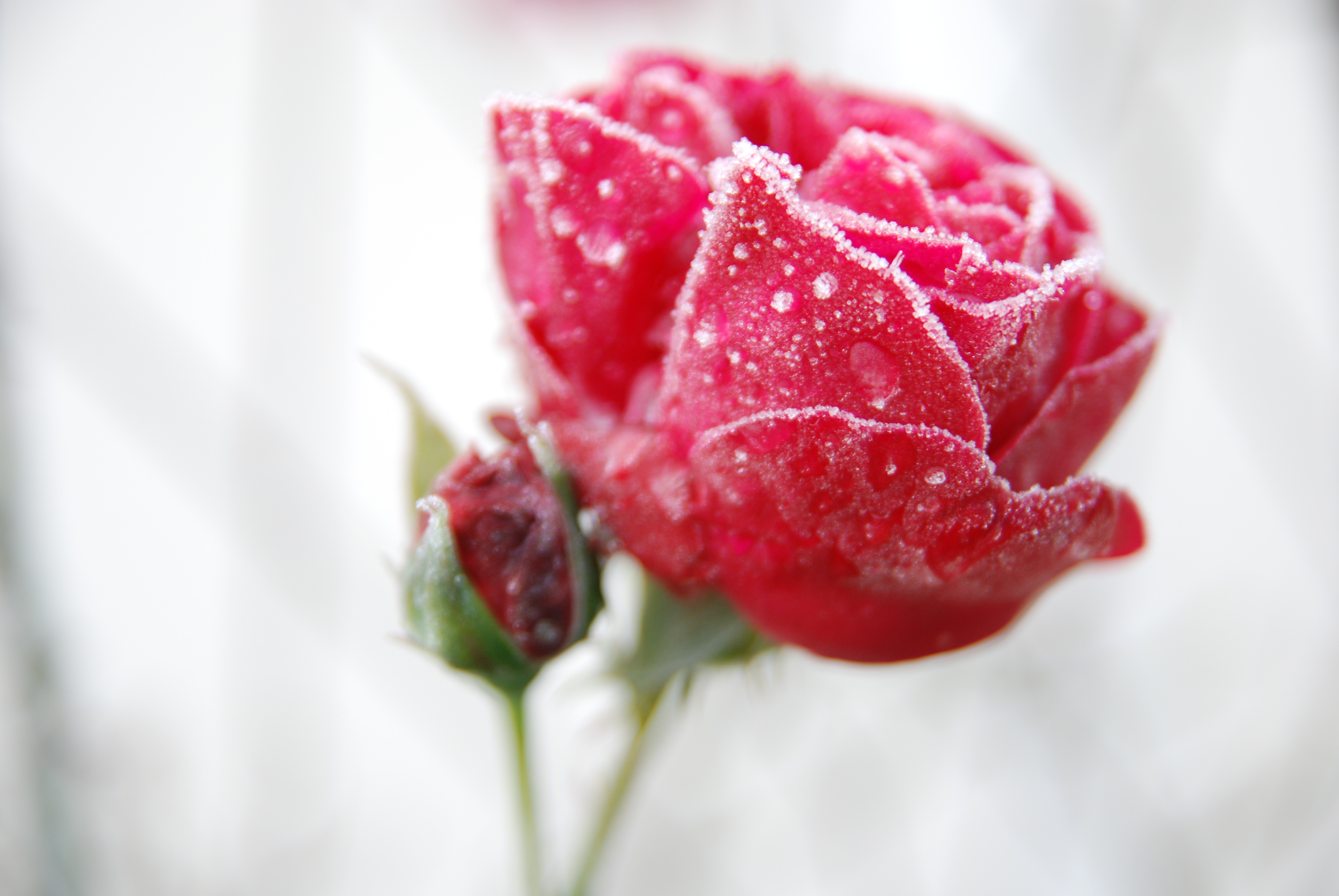 File:Frozen rose.JPG - Wikimedia Commons