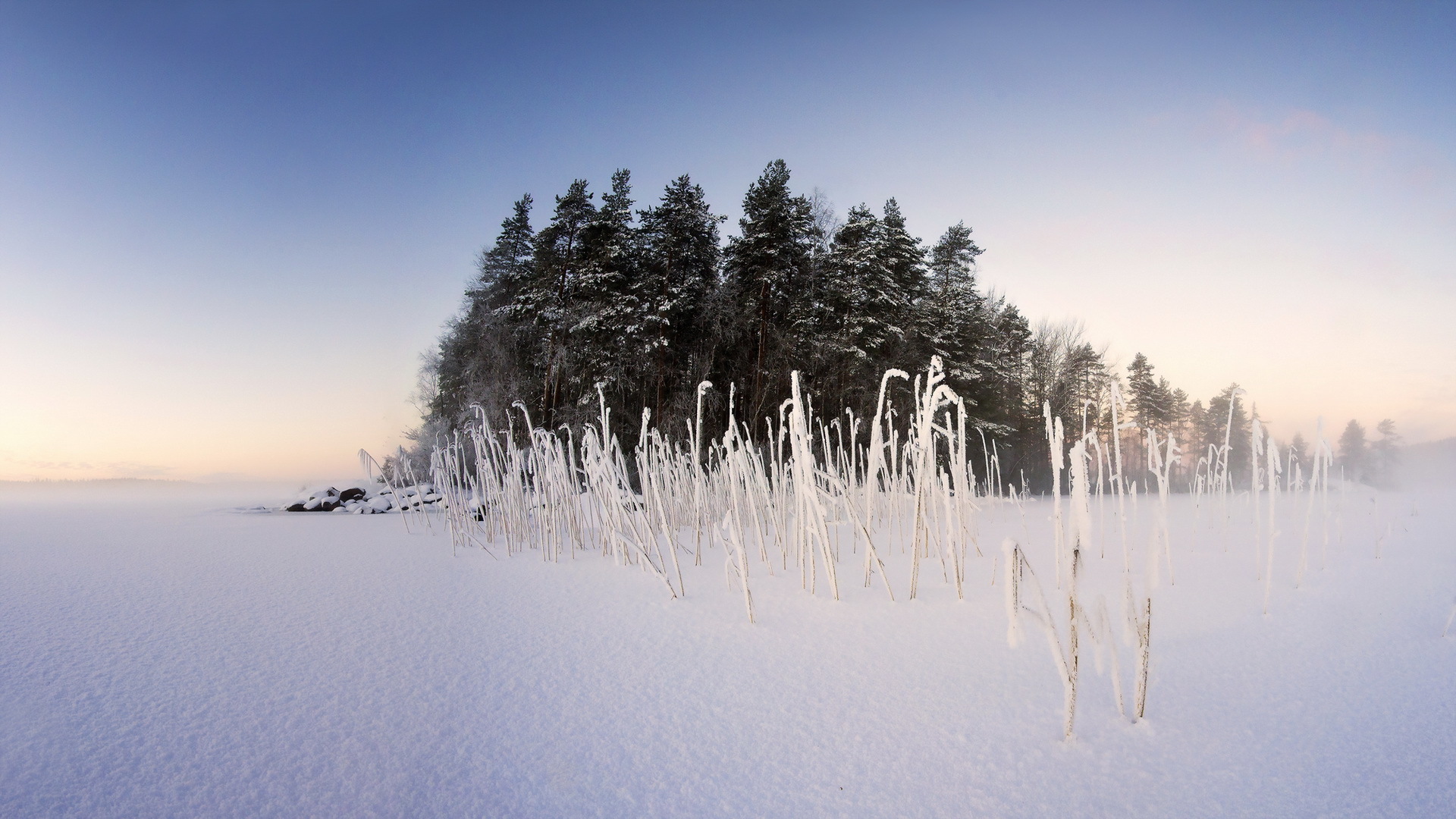 Frozen reed / 1920 x 1080 / Nature / Photography | MIRIADNA.COM