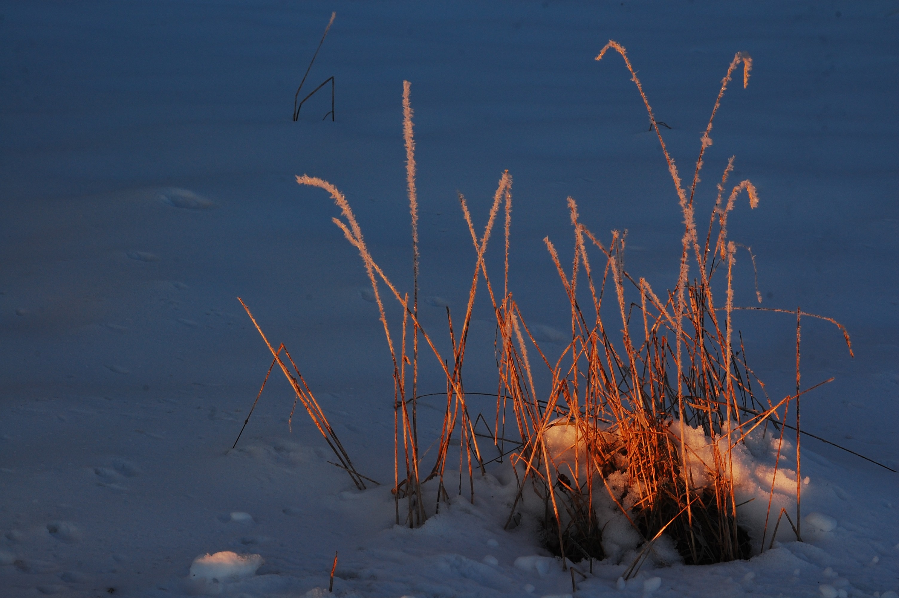 Grass: Sunlight Orange Reed Light Blue Frozen Cold Grass Wallpaper ...