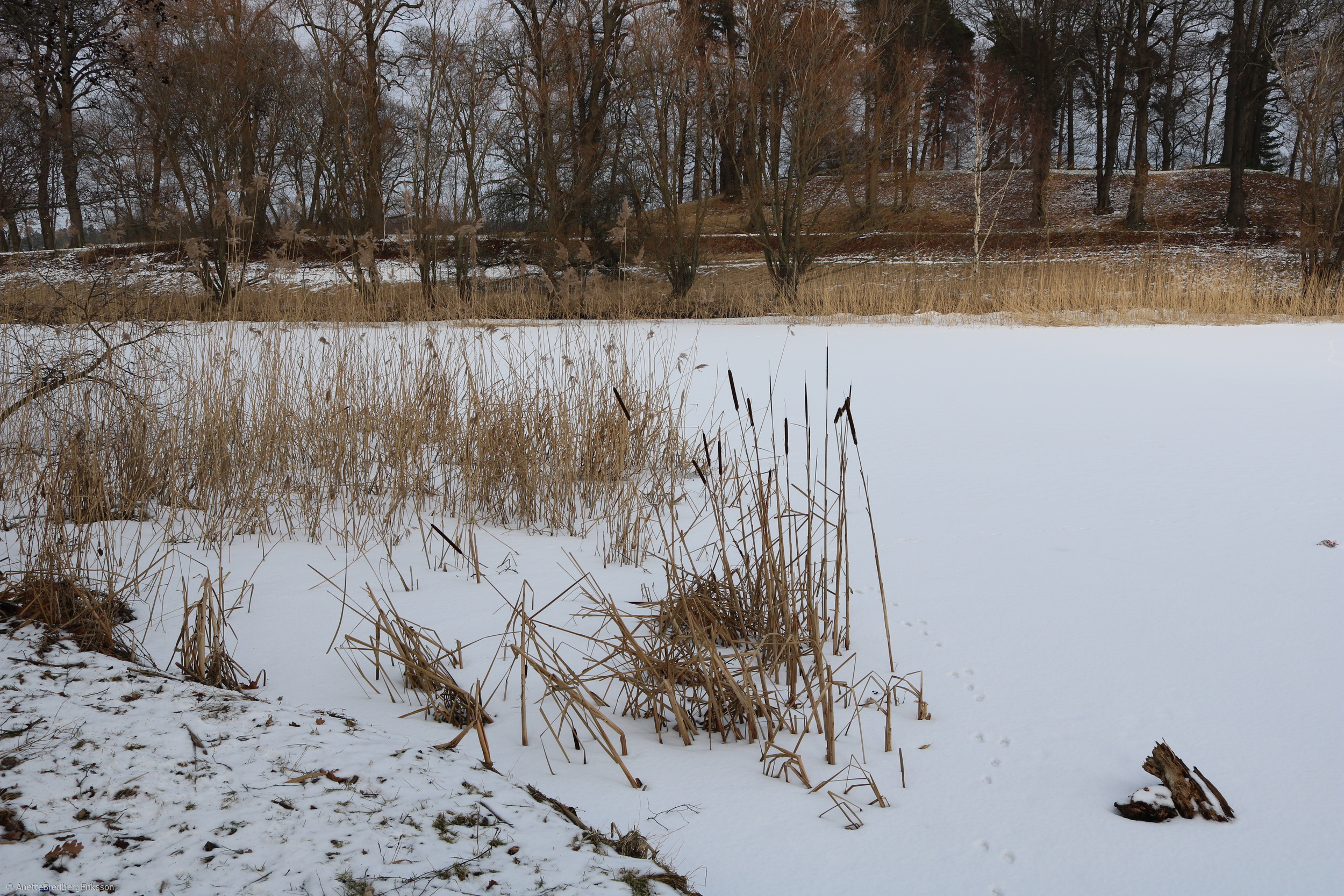 1x - Winter frozen reed by Anette Bredberg Eriksson