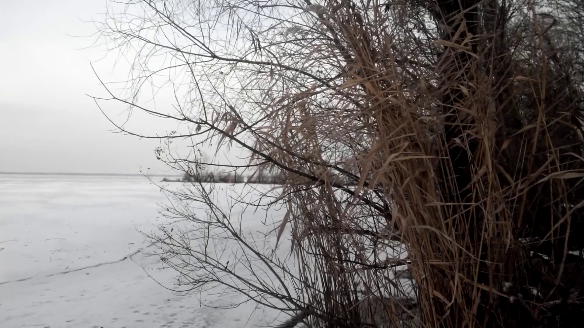 Bushes reed on the bank of a frozen river Stock Video Footage ...