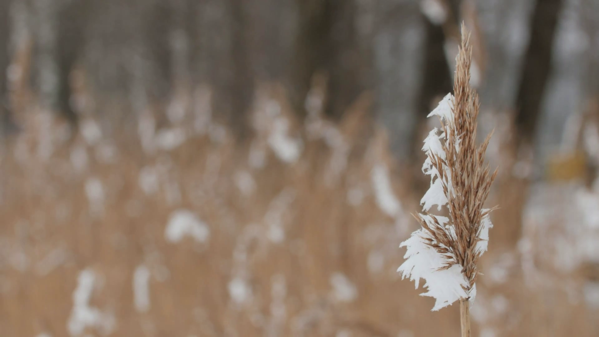 Reed covered with hoar frost swaying in a gentle breeze on a cold ...