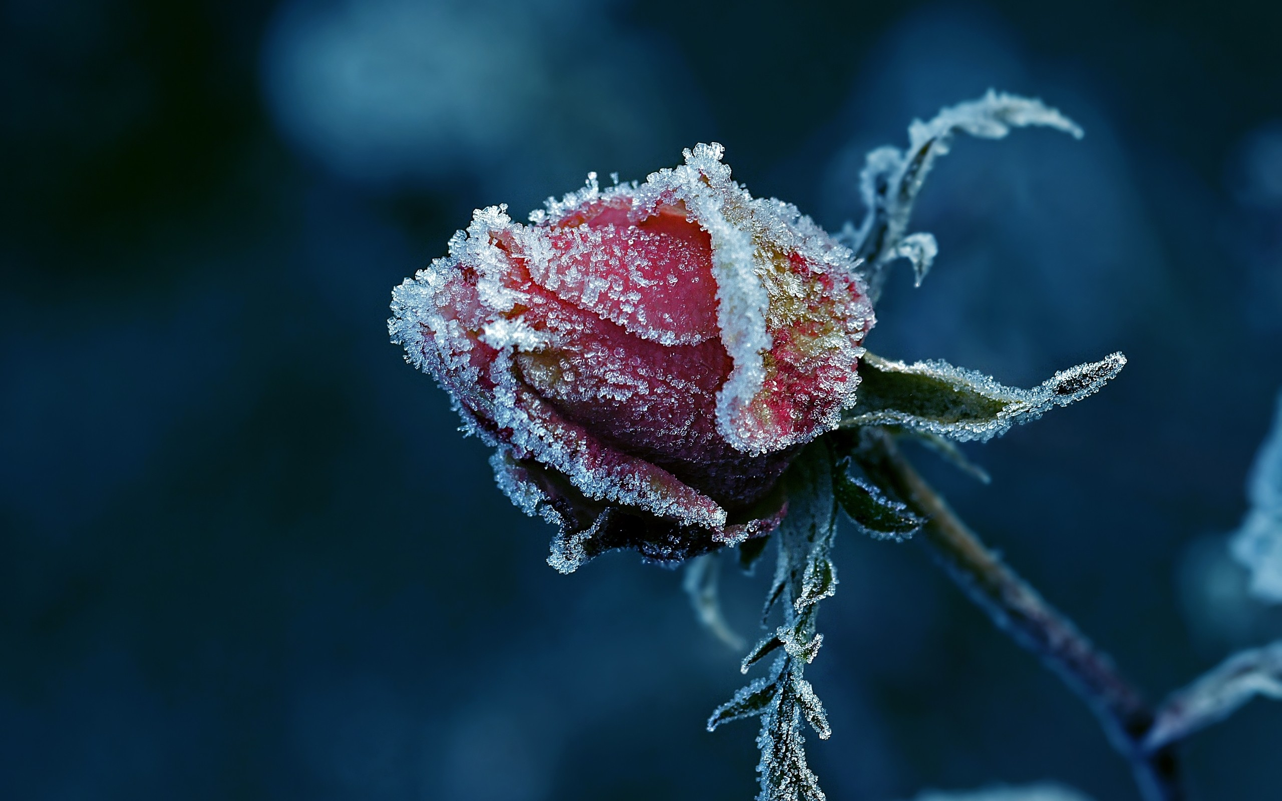 Frozen rose - Album on Imgur