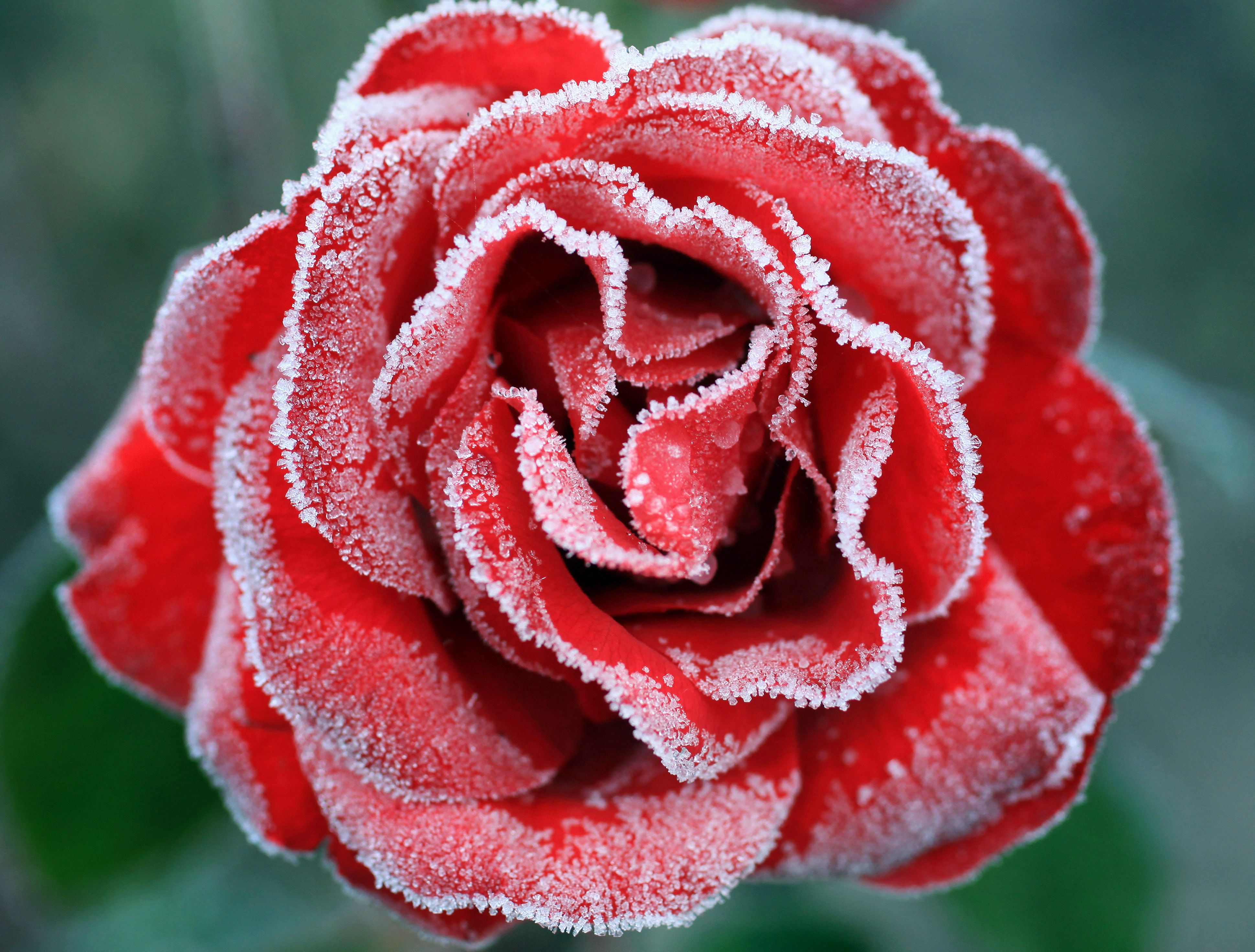 Wallpaper Frozen Rose, Red Rose, 4K, Flowers, #1909