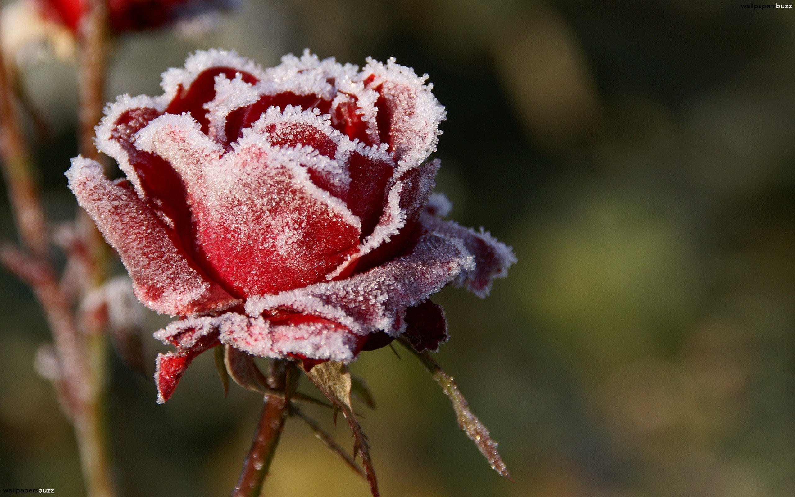 Frozen rose HD Wallpaper