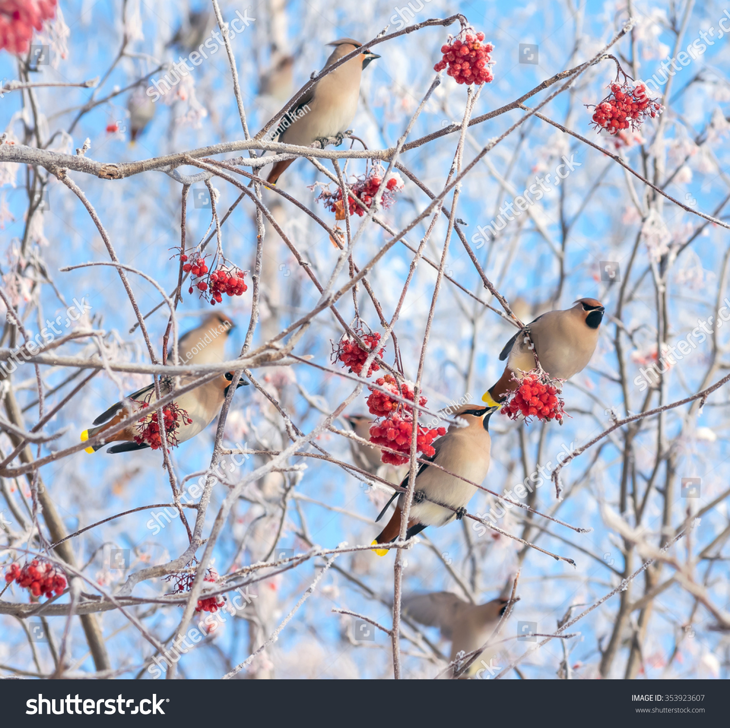 Flock Waxwings Birds Eat Frozen Rowan Stock Photo (Royalty Free ...
