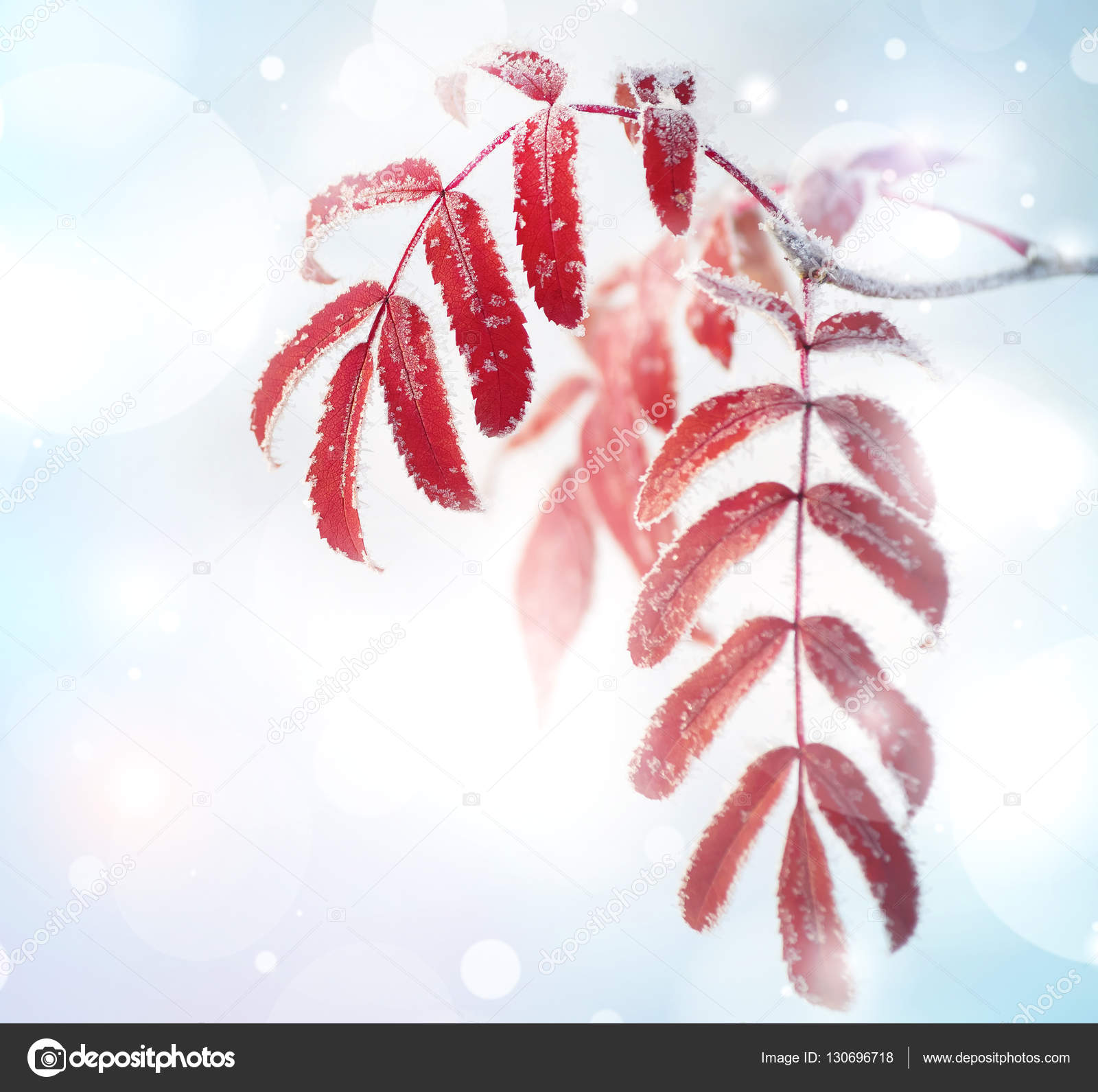Frozen leaves rowan — Stock Photo © leonidIkan #130696718