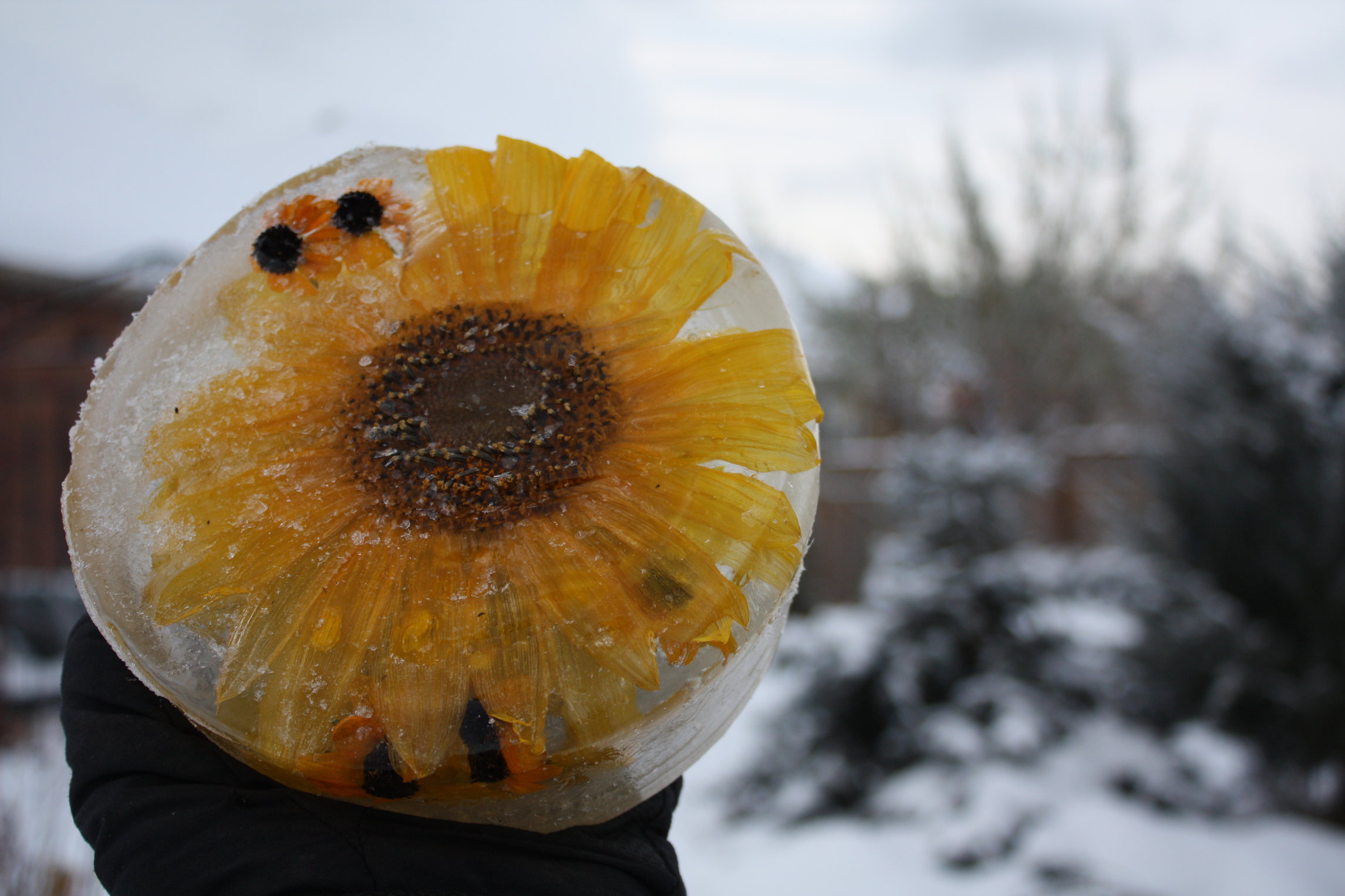Frozen Sunflower in my Garden by KeswickPinhead on DeviantArt