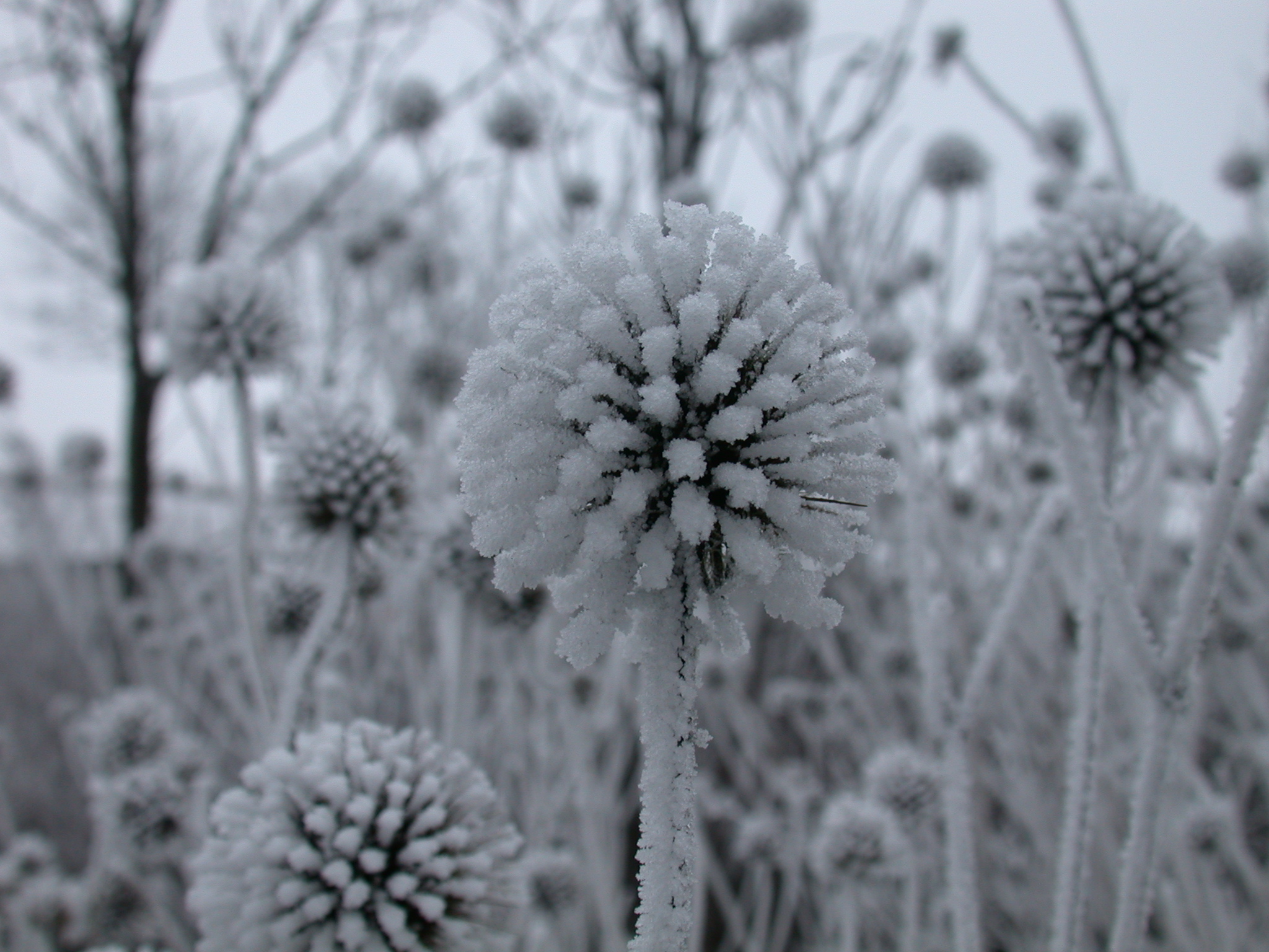Image*After : photos : nature plants spheres thistle frozen winter ...