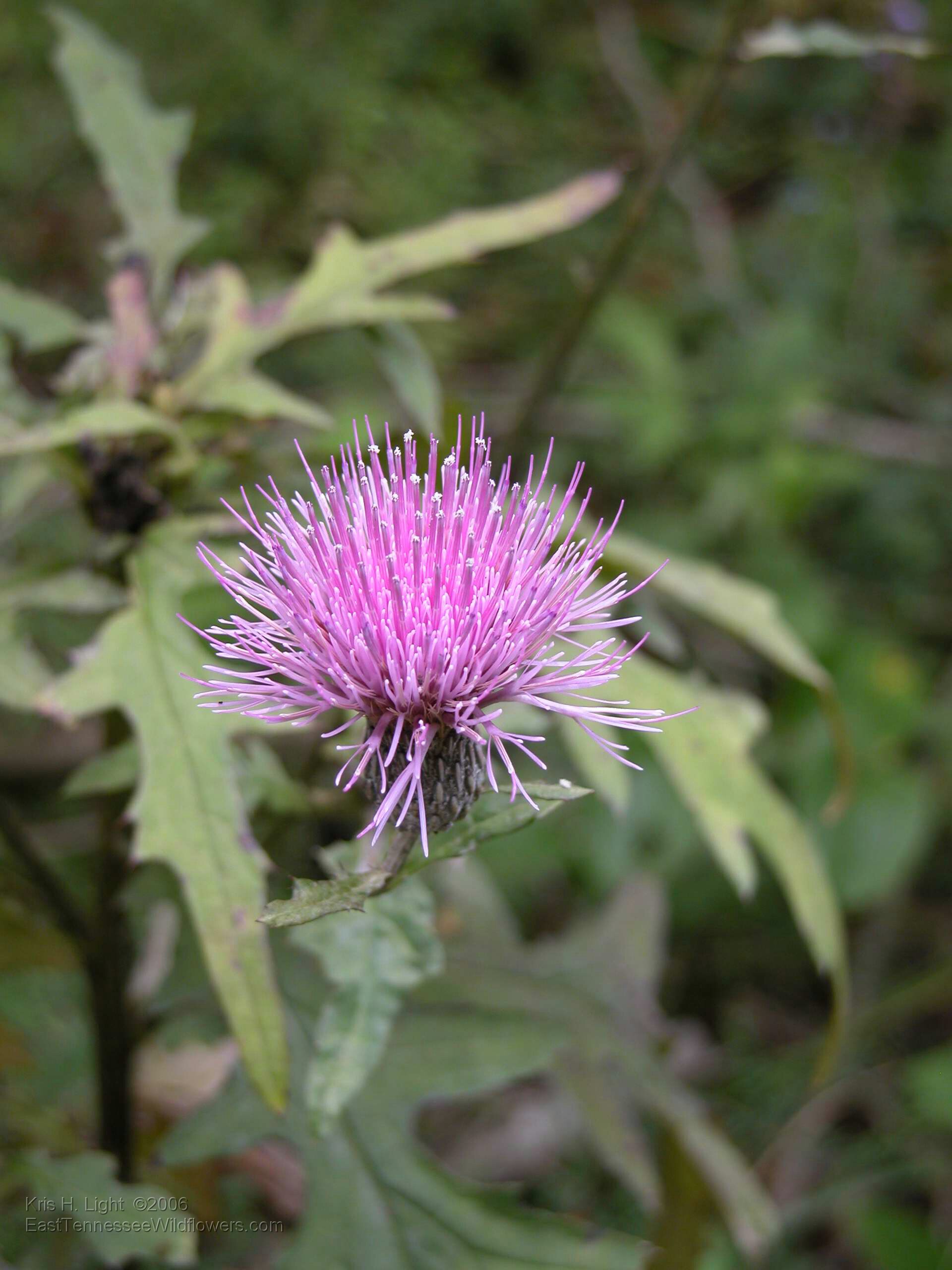 strong>Swamp Thistle</strong> <em>Cirsium muticum</em> /Aster Family ...