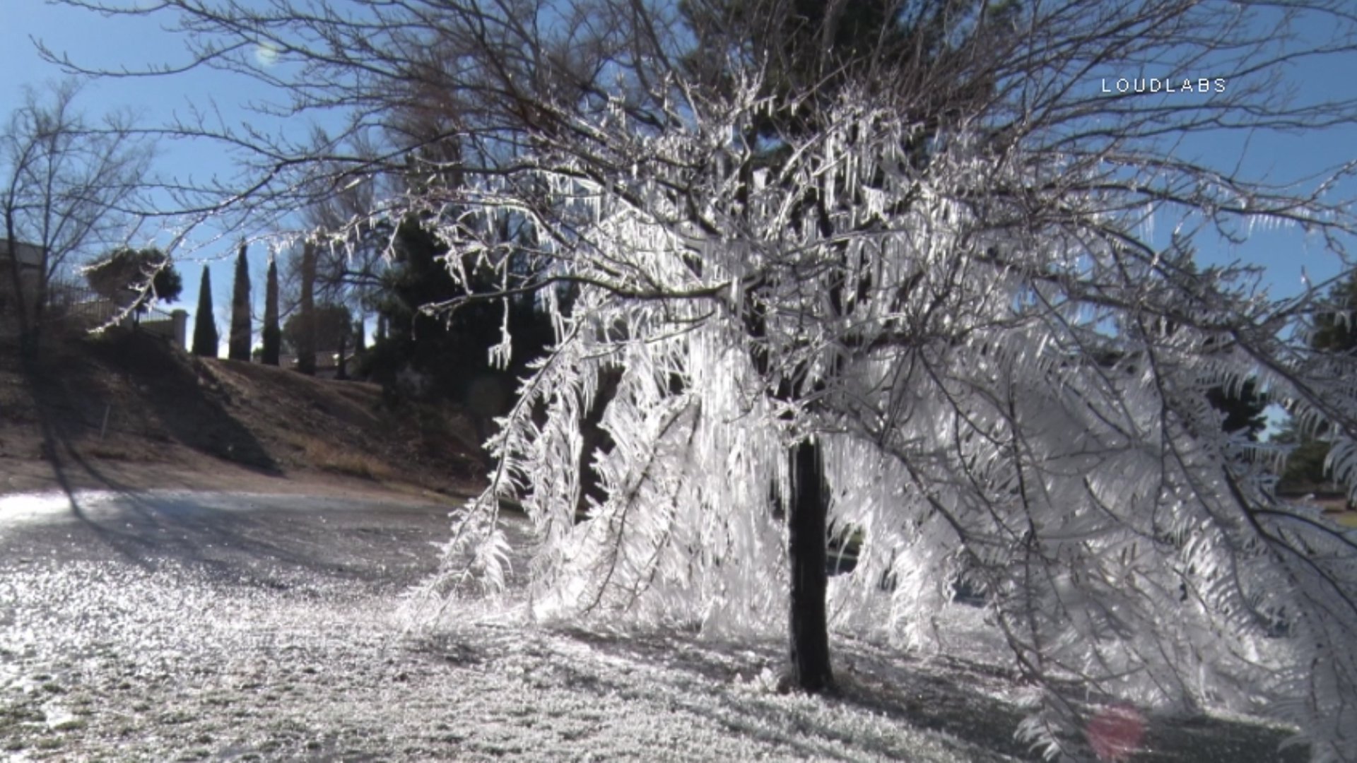 Frozen Tree in Victorville Becomes Local Symbol for Arriving Winter ...