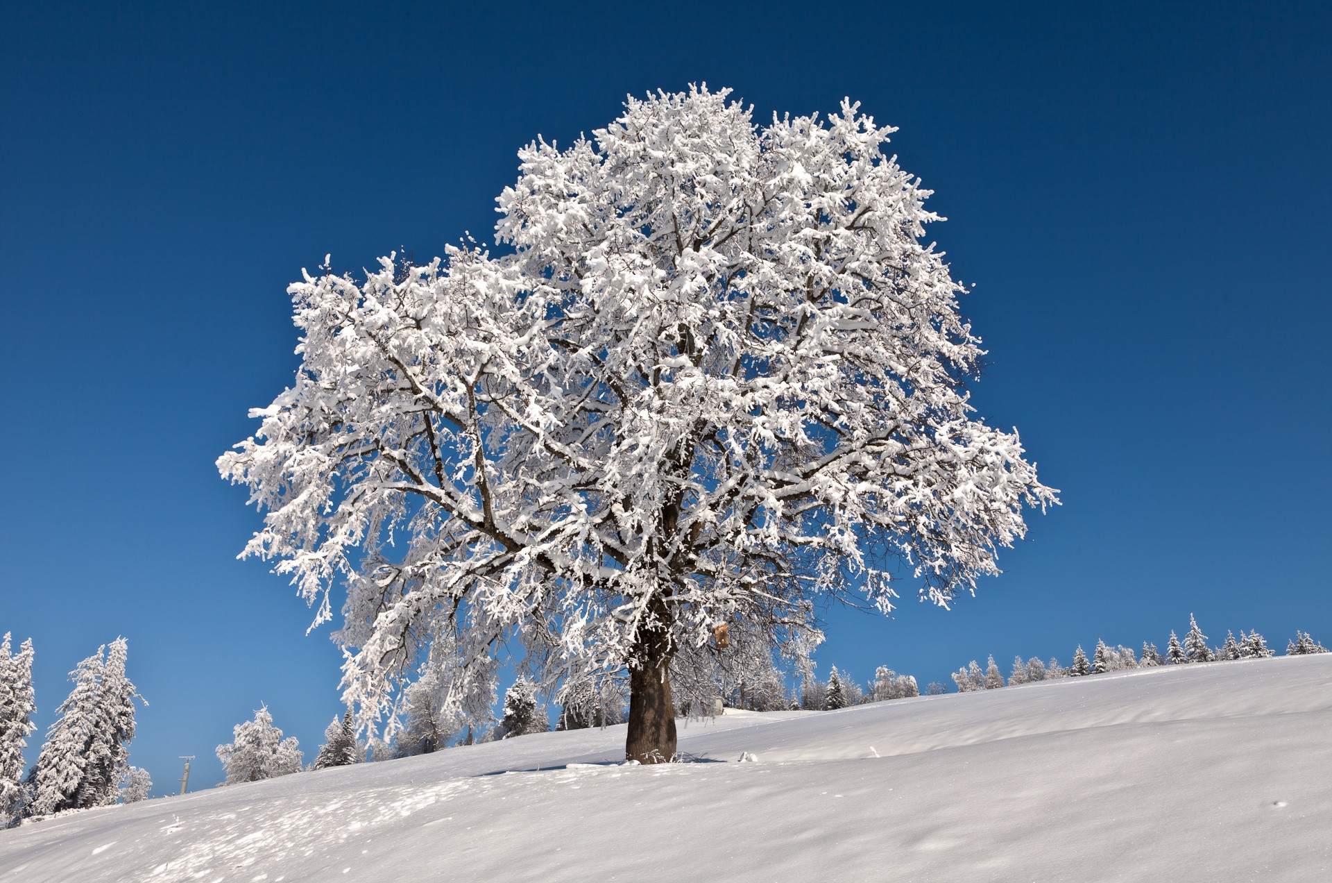 Winter: Frozen Tree Frost Snow Landscape Ice Fullscreen Wallpaper ...