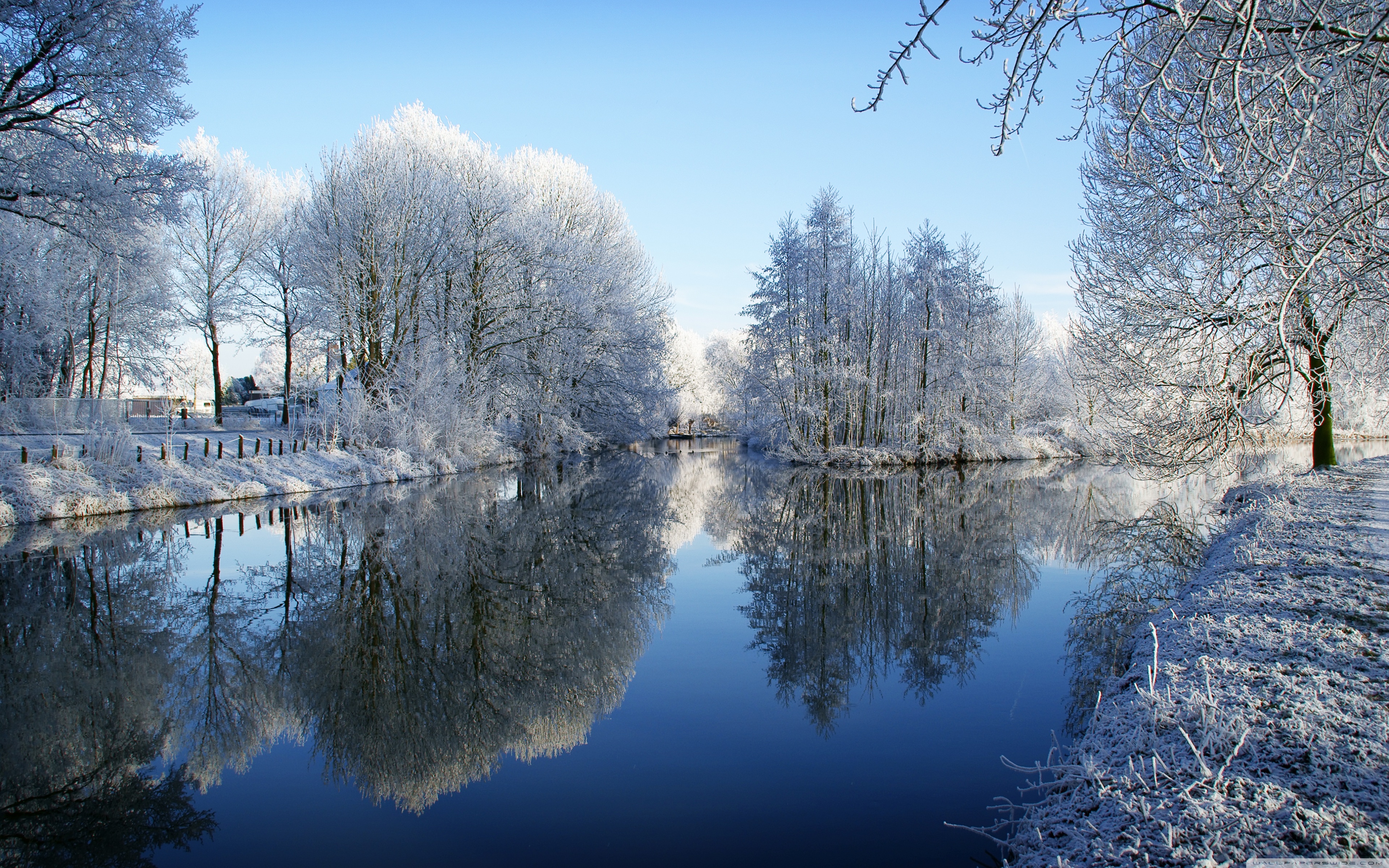 Frozen Trees Reflected In Water ❤ 4K HD Desktop Wallpaper for 4K ...