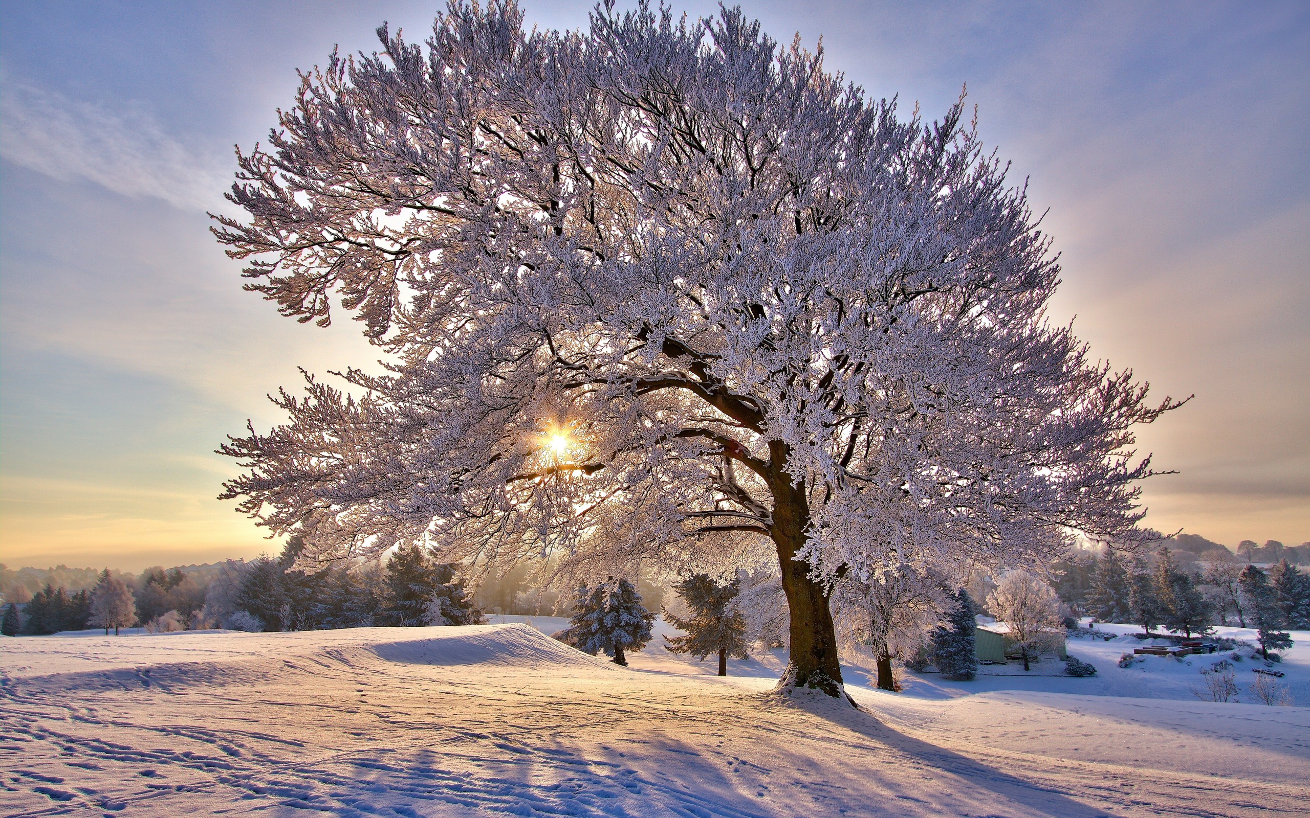 Frozen trees photo