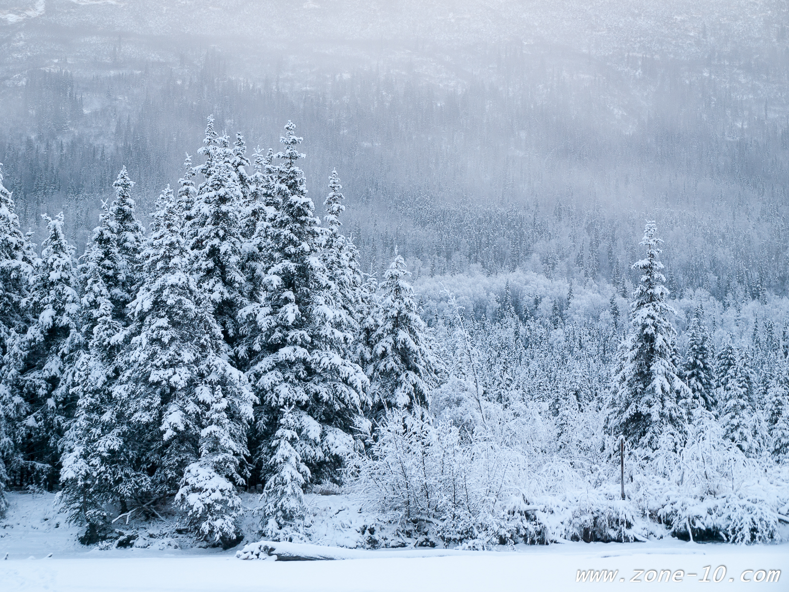 Frozen Trees | Zone-10 Photography