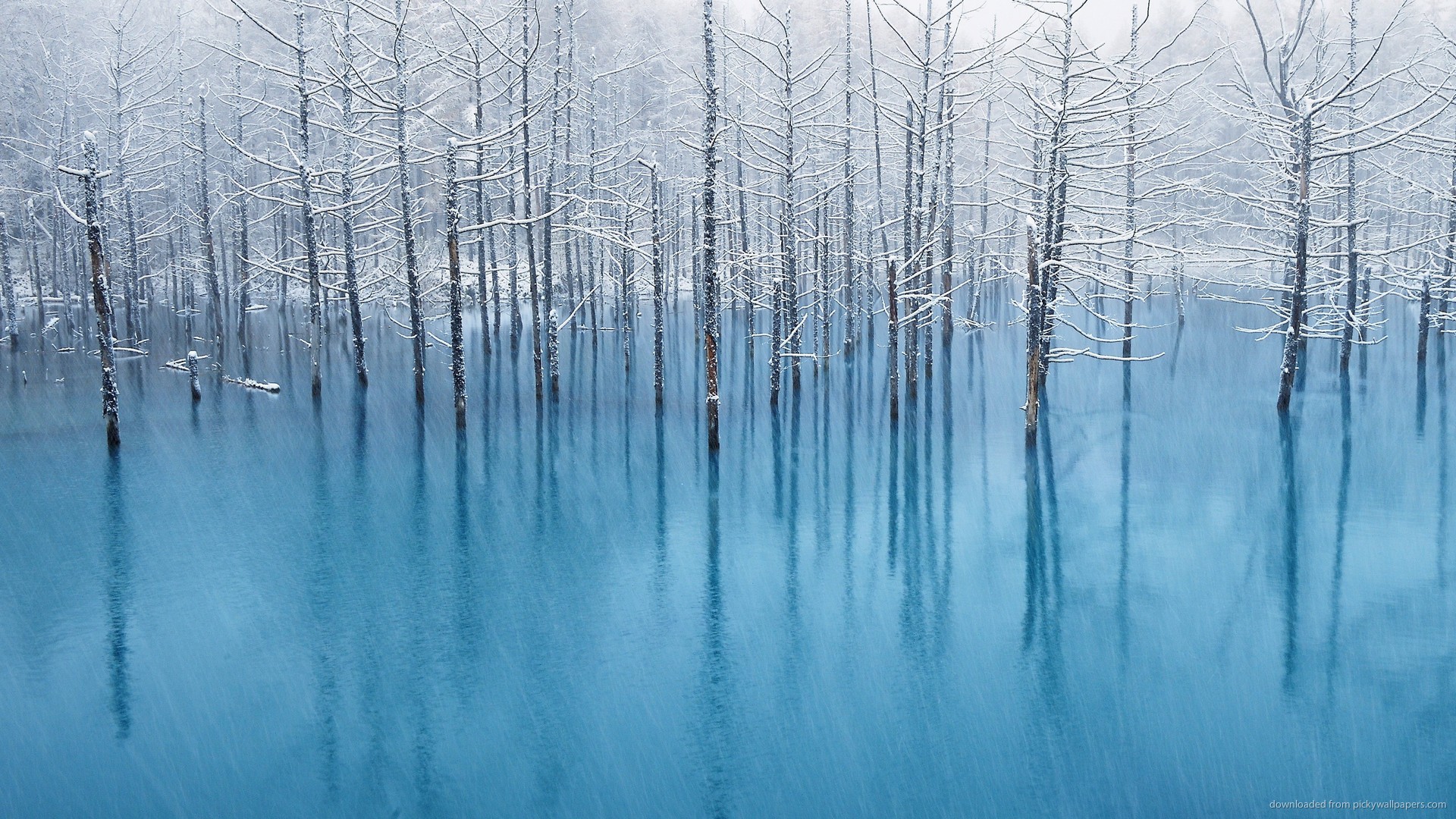 frozen-trees-in-blue-water - City of Woburn