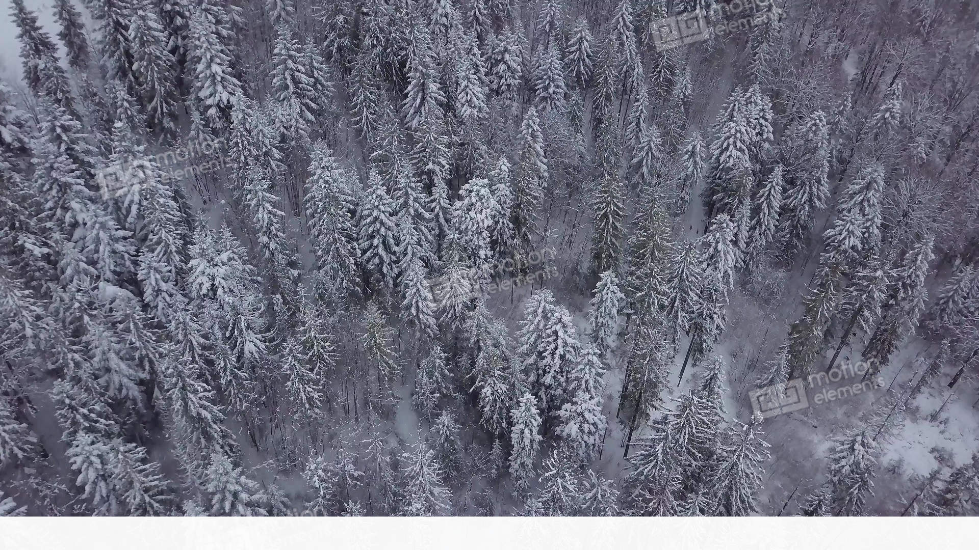 Frozen Pine Trees In Woods Stock video footage | 11338974