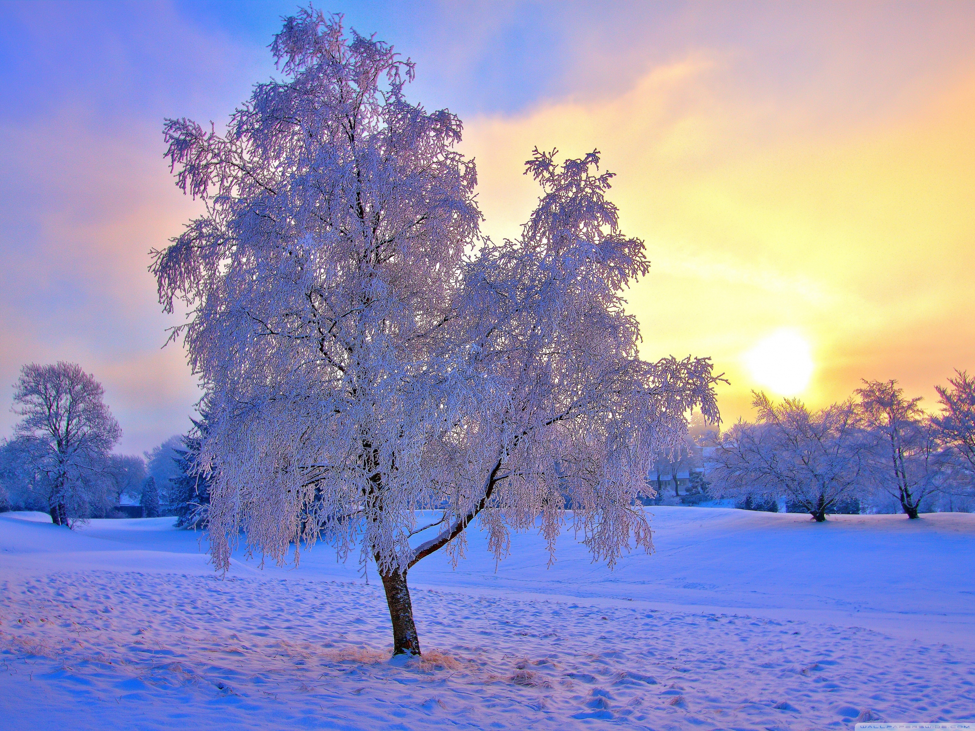 Snow, Frozen trees, Winter evening wallpapers and images ...