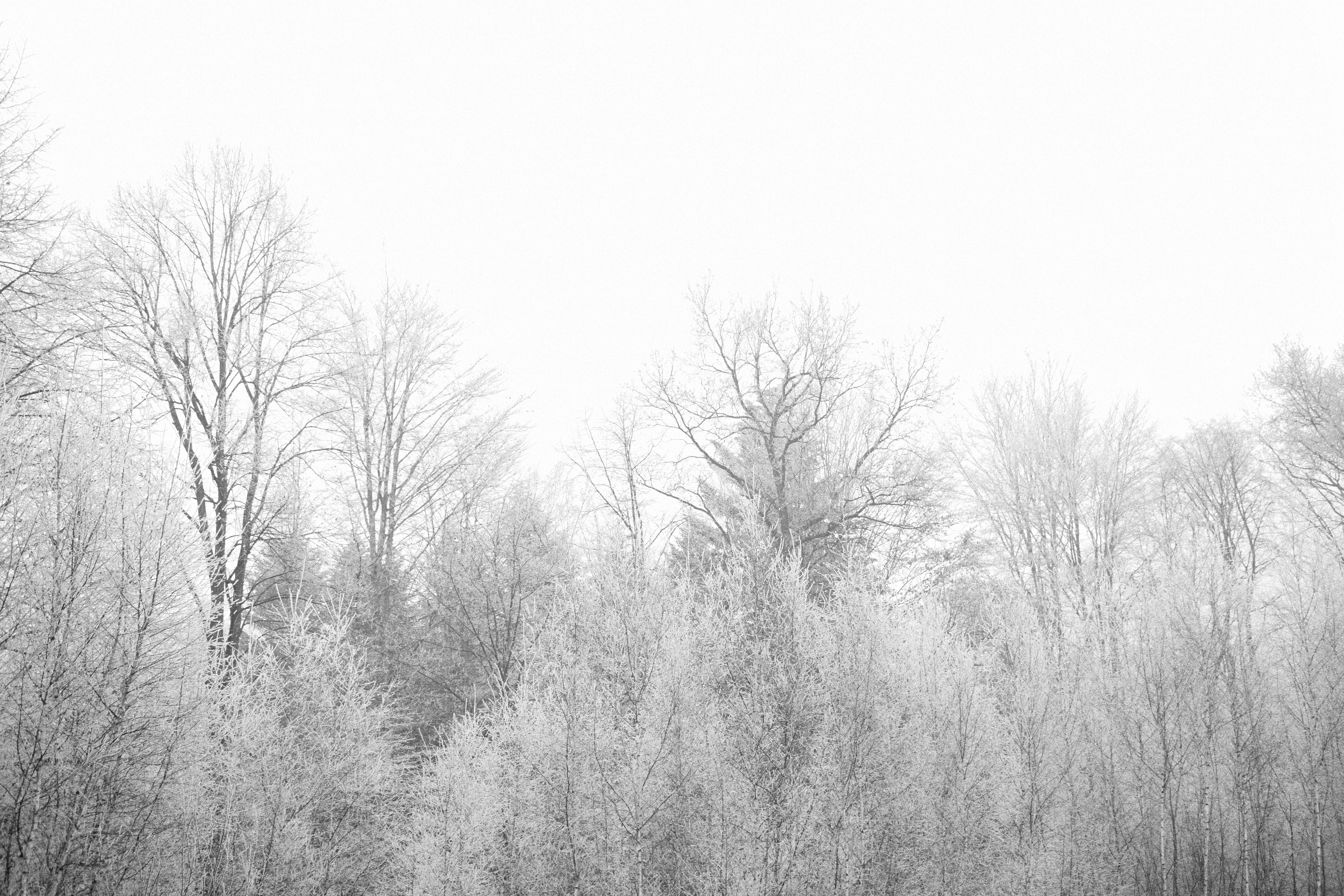 Frozen Trees, Forest, Frozen, Ice, Jungle, HQ Photo