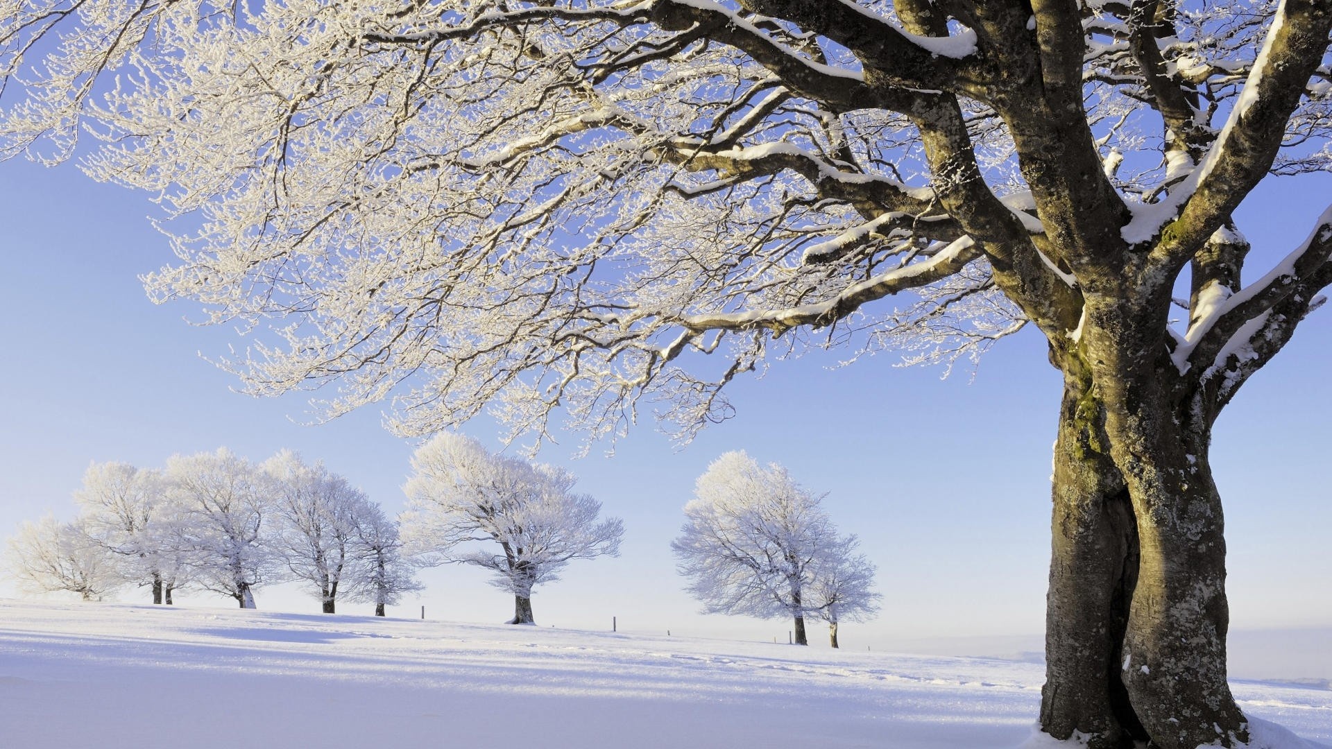 Winter: Terrain Winter Frozen Trees Nature Snow Wallpaper Ipad for ...