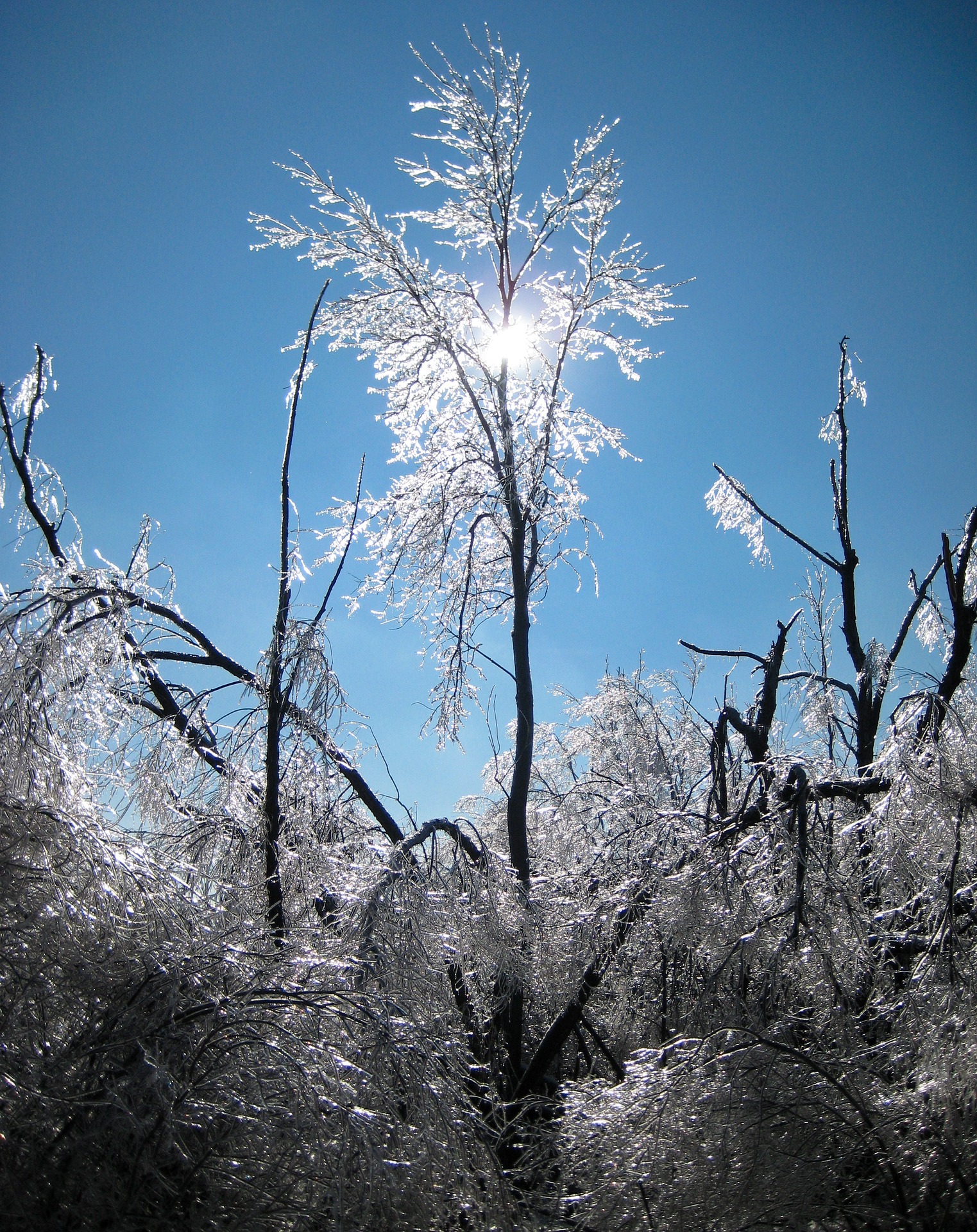 Frozen Trees, Branch, Cold, Covered, Frozen, HQ Photo