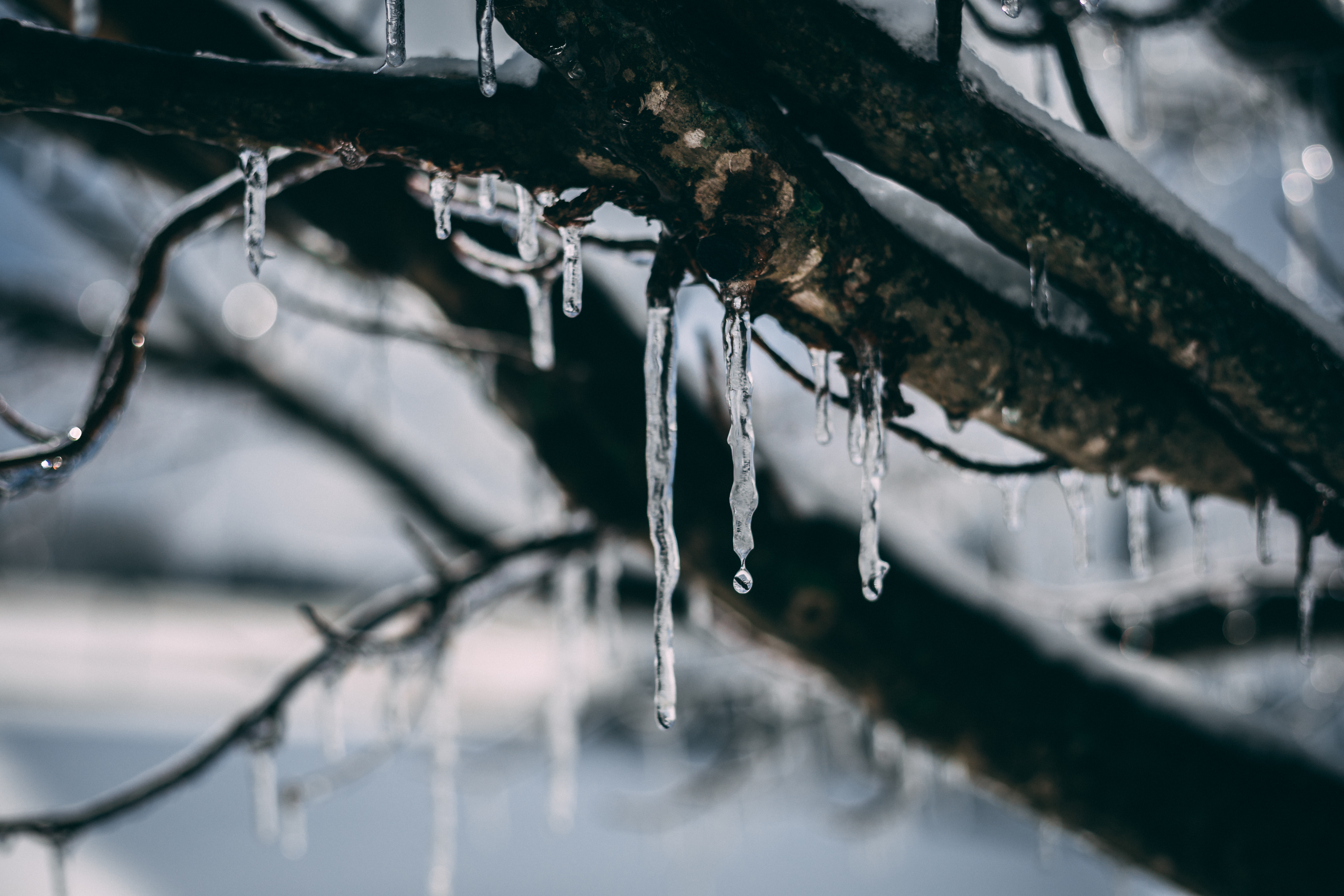 Frozen Water Droplet on Tree Branch, Outdoors, Wood, Winter, Weather, HQ Photo
