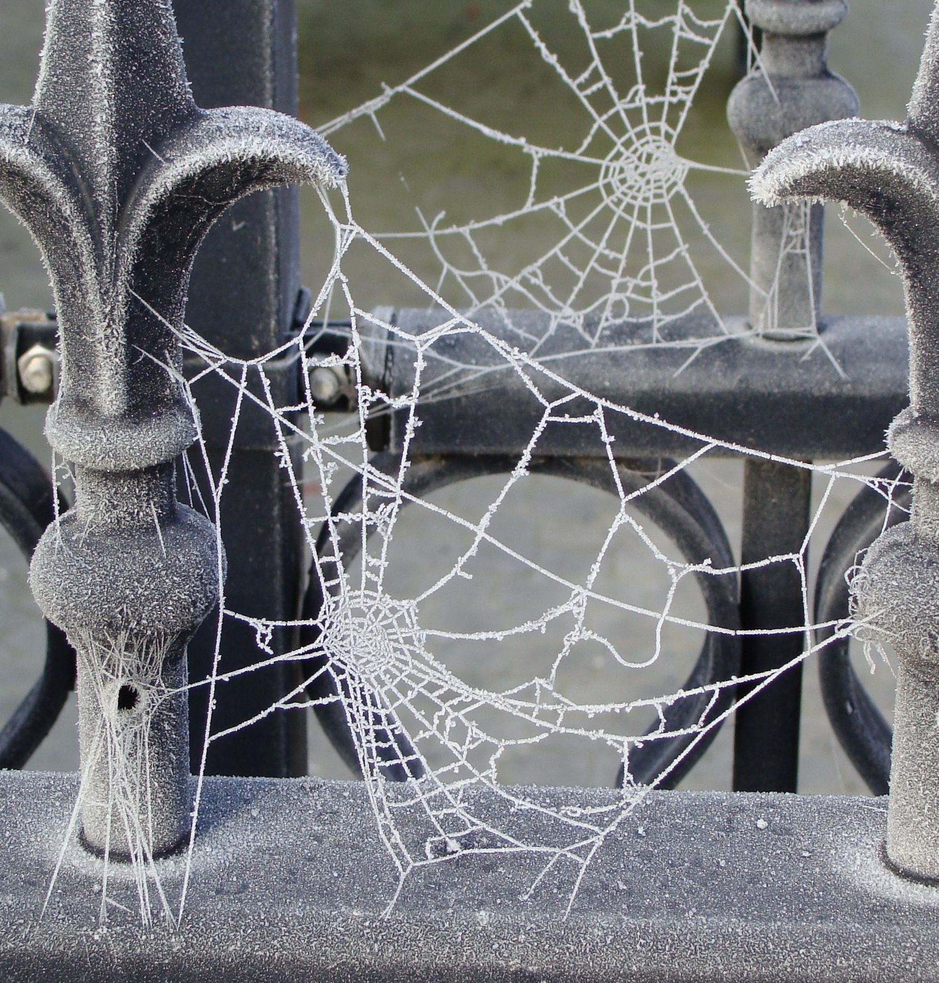 frozen picture, by hilleke for: spider webs photography contest ...