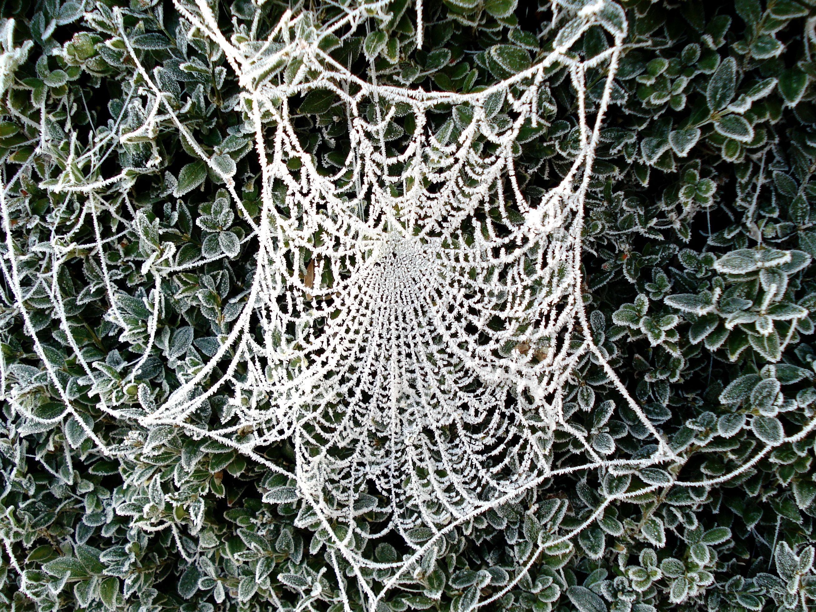 Frozen Web by Dieffi | Crystal Palace | Pinterest | Crystal palace