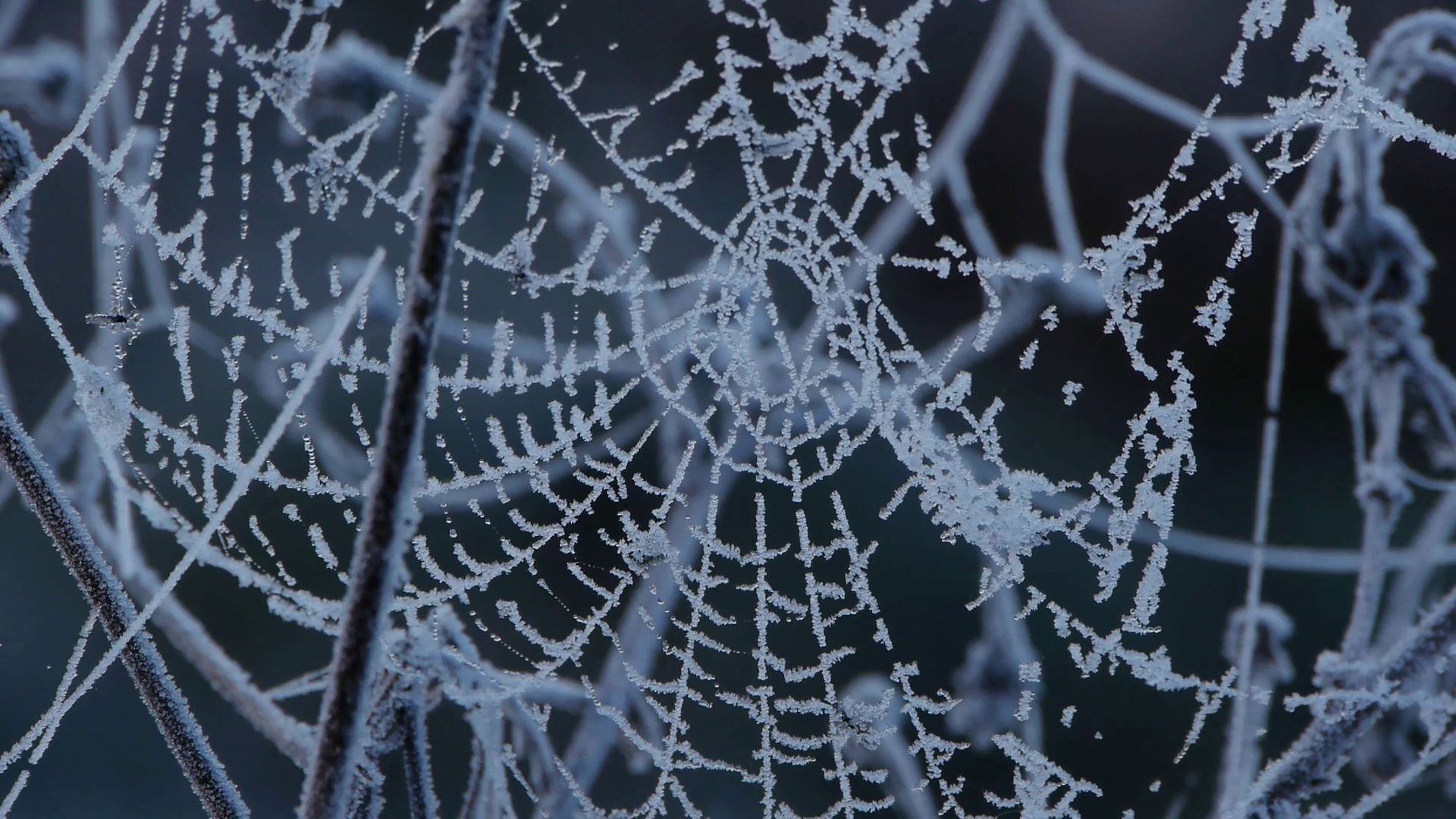 Frozen spider web with dawn spray Stock Video Footage - Videoblocks