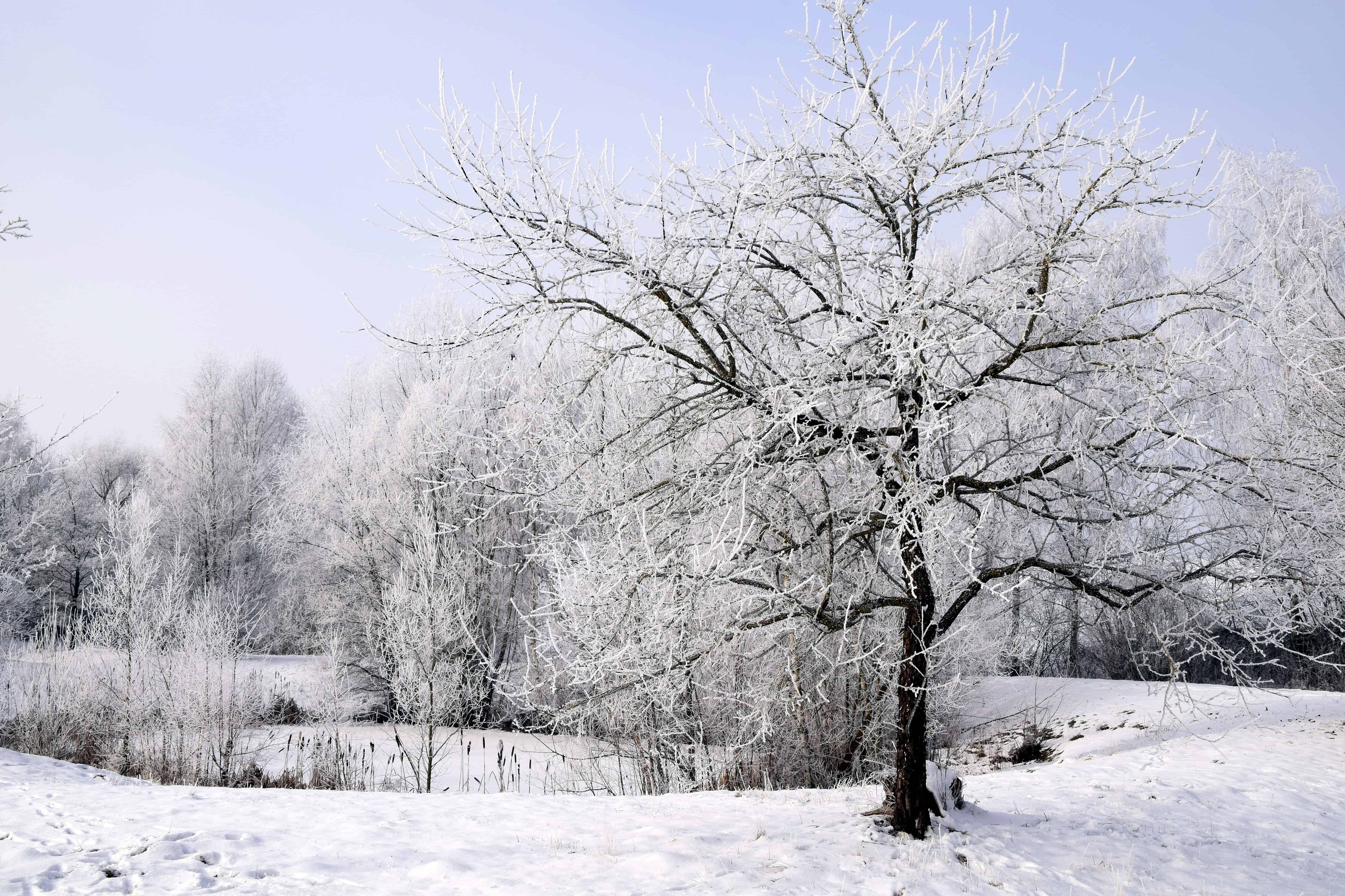 Free picture: ice, landscape, winter, tree, frost, wood, snow ...