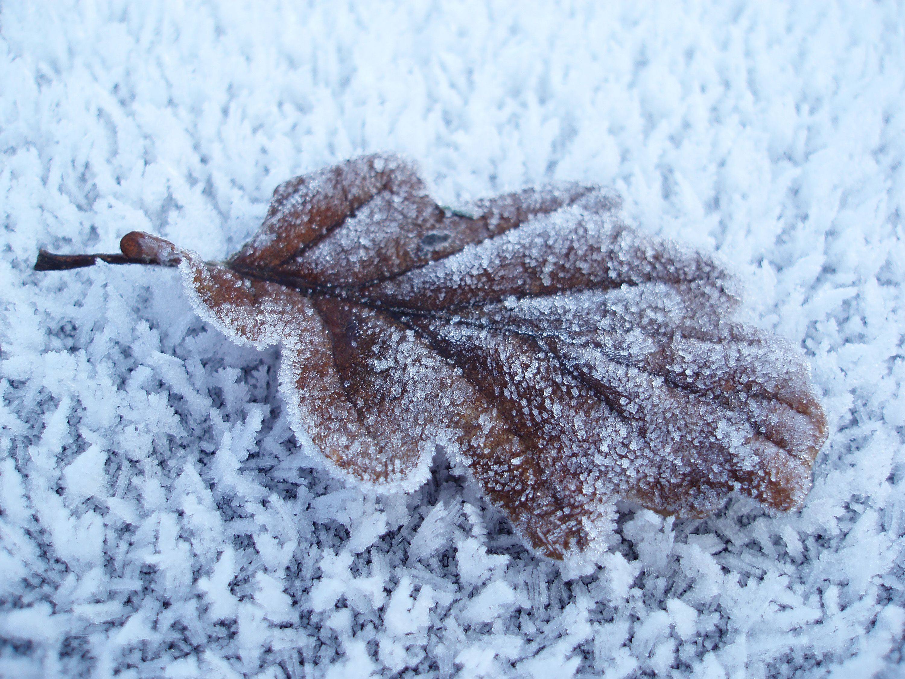 Free Stock Photo 3505-frozen oak leaf | freeimageslive