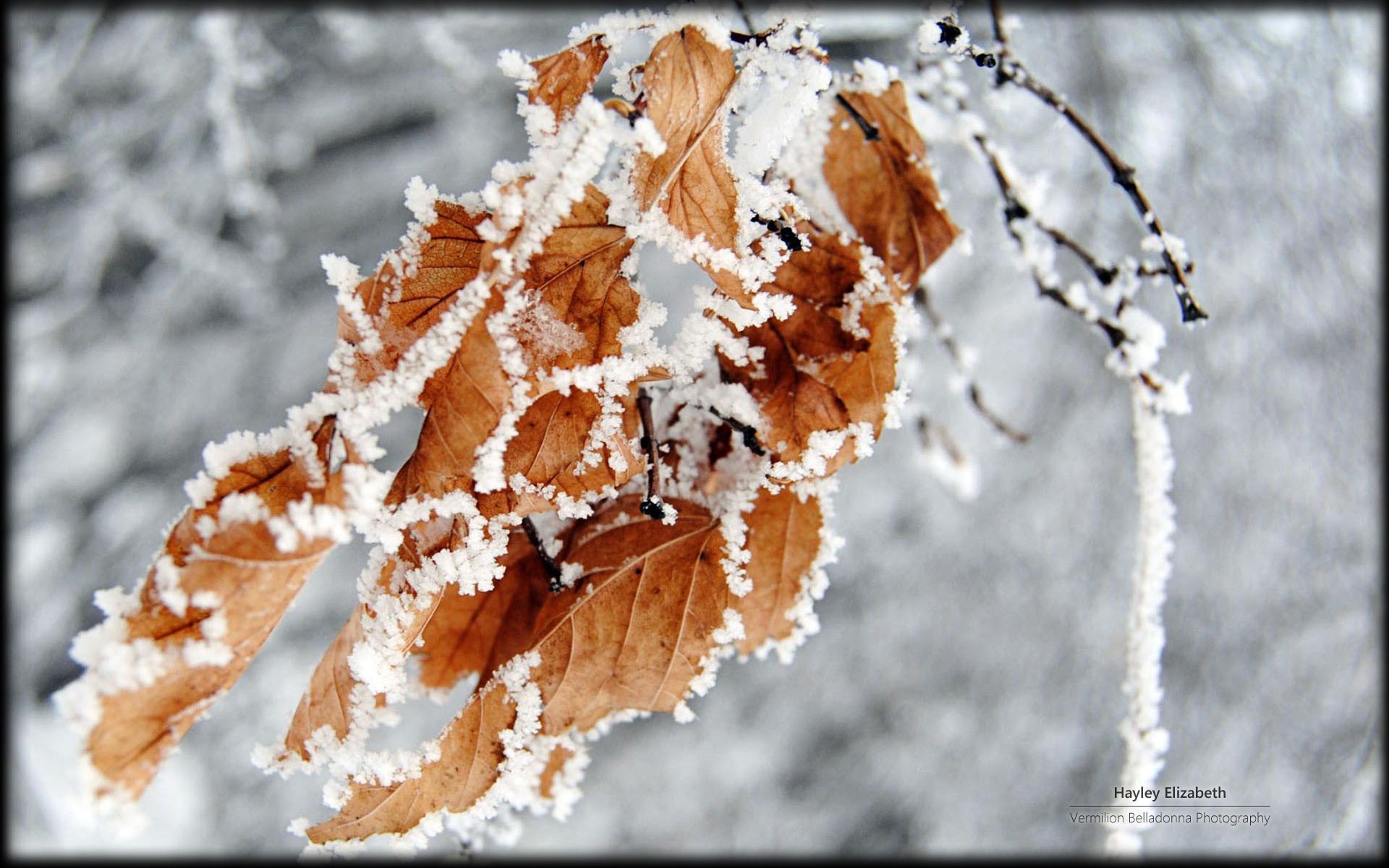 Winter: Frosty Leaves Photography Abstract Branch Nature Frozen Snow ...