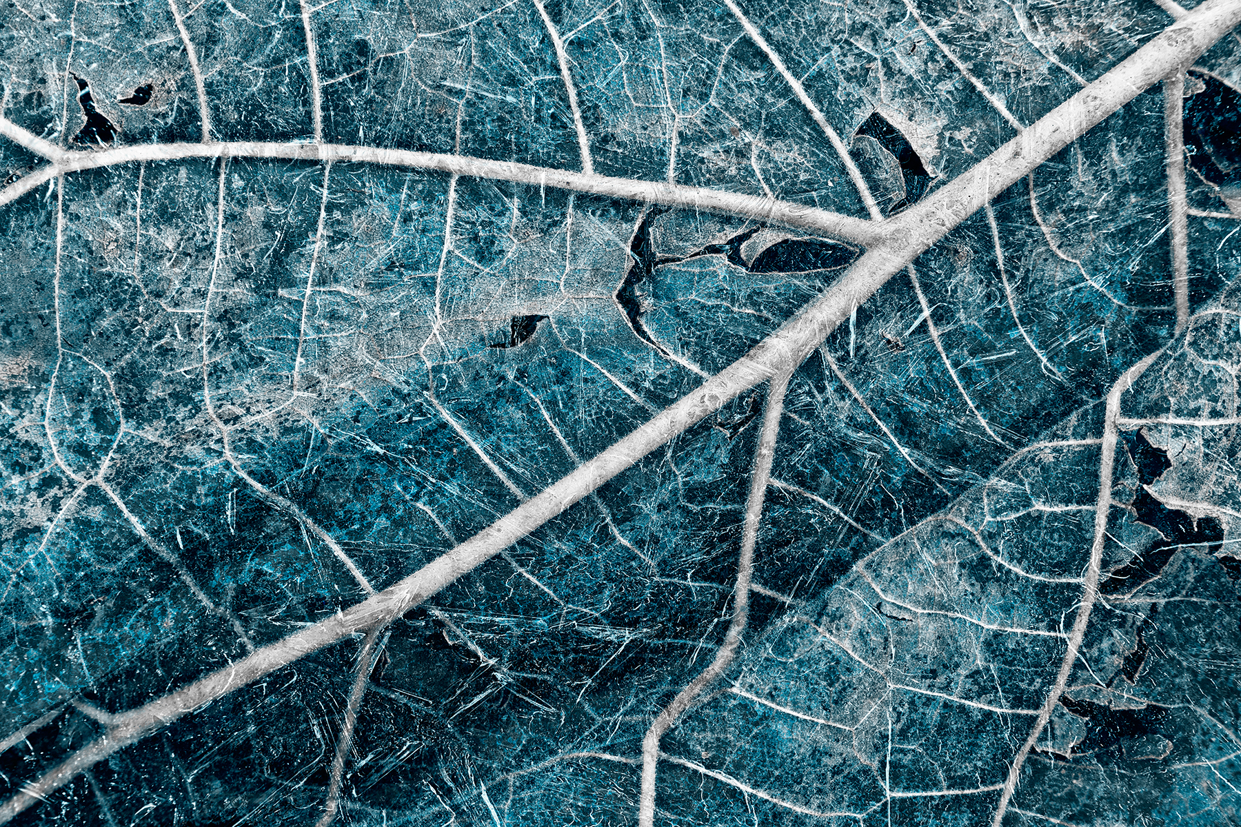 Frozen winter leaf photo